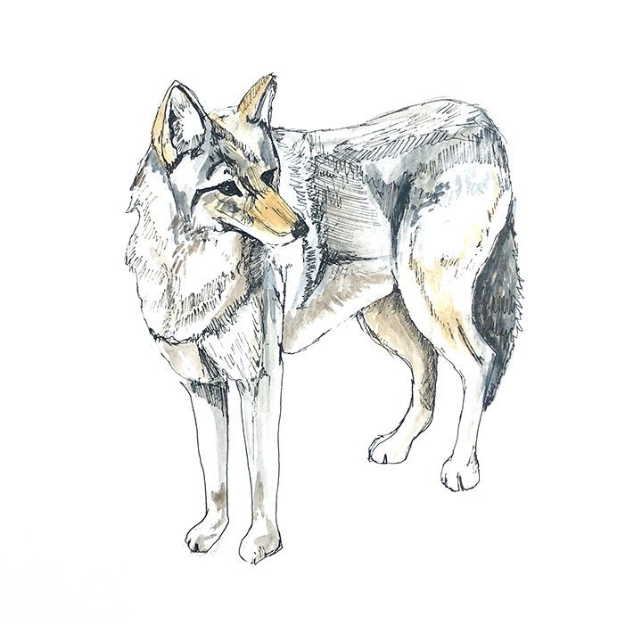 coyote.jpg