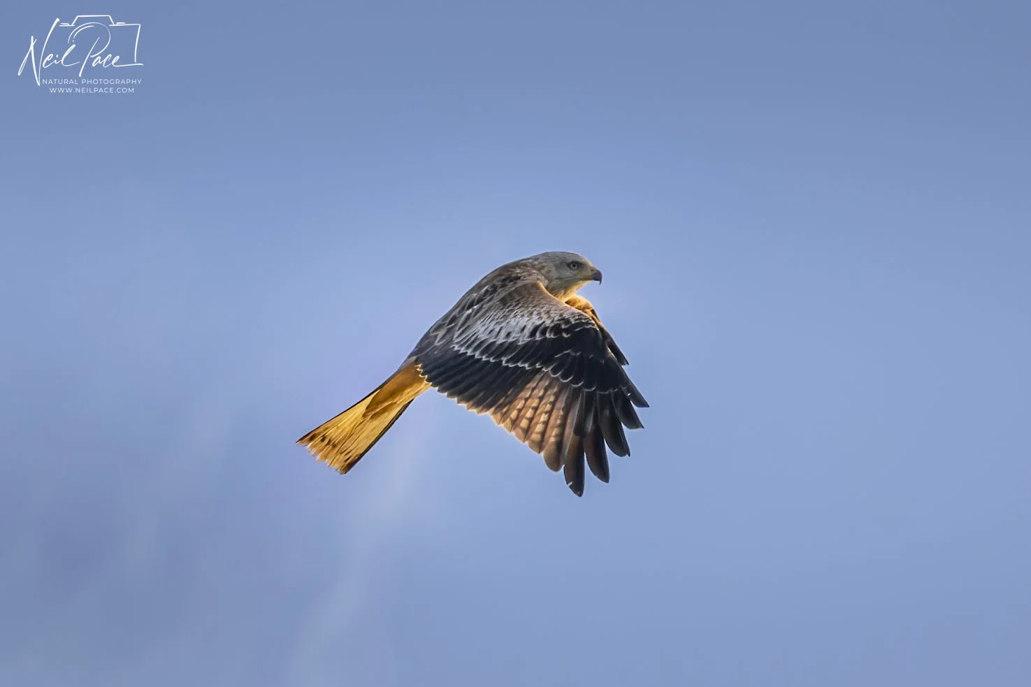 Golden Red Kite 