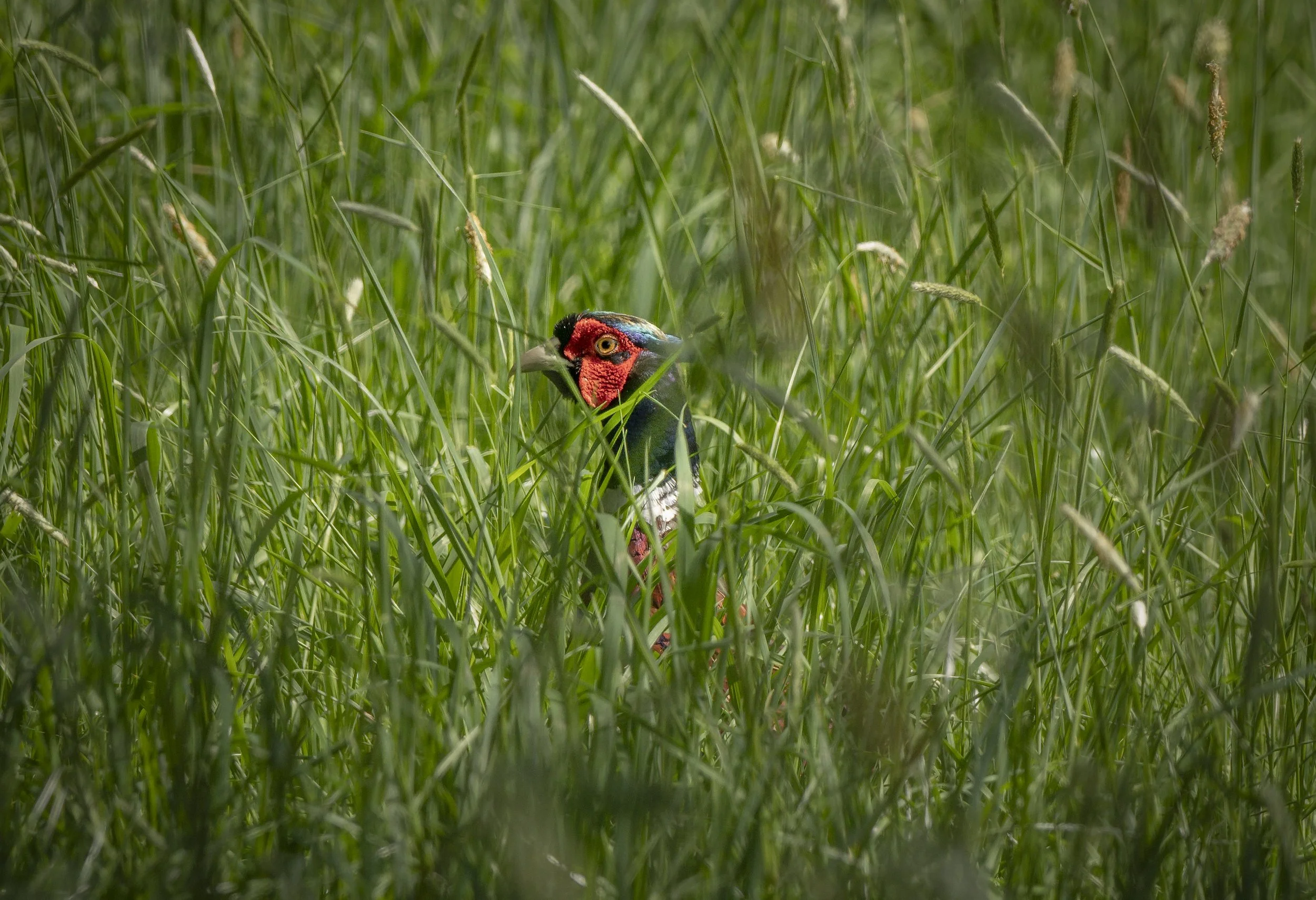 Water Meadows
