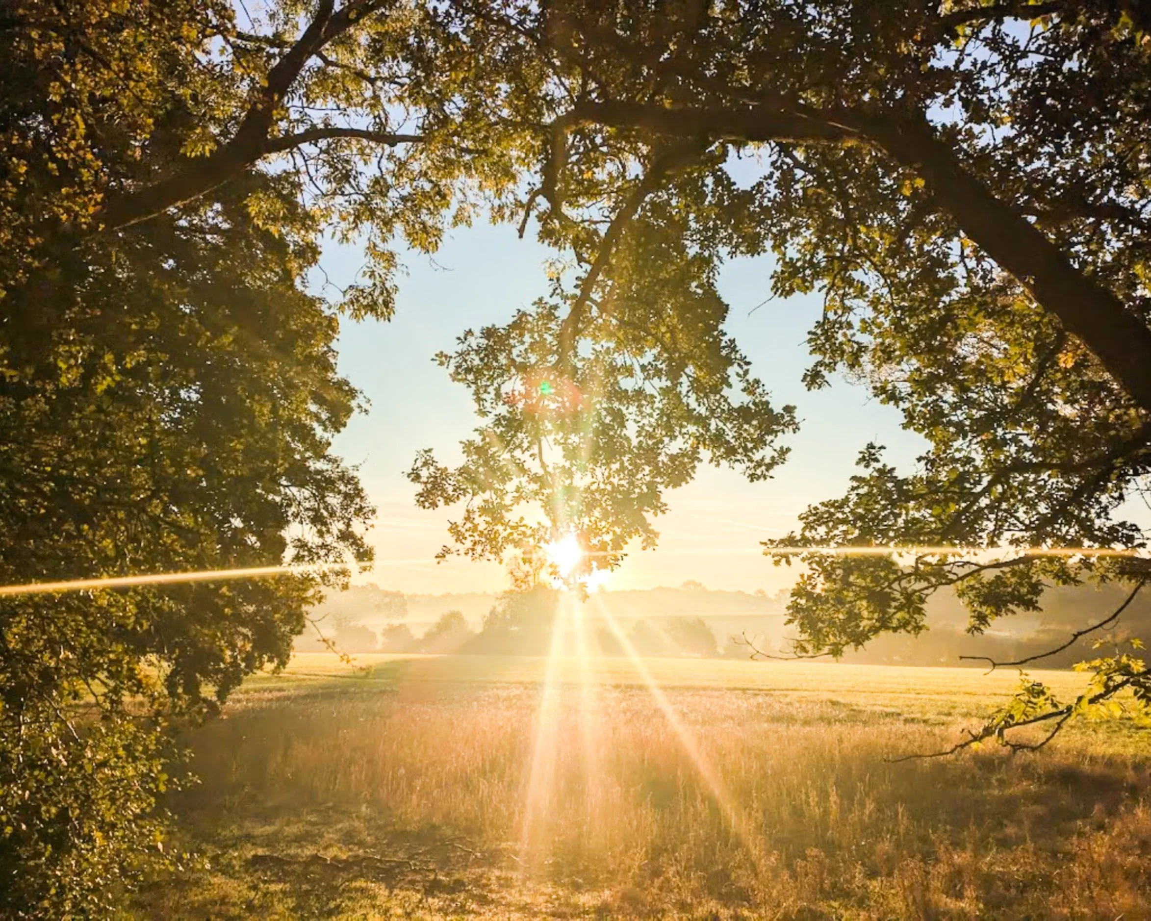 Sun rising through trees above grassy field in British Autumn landscape