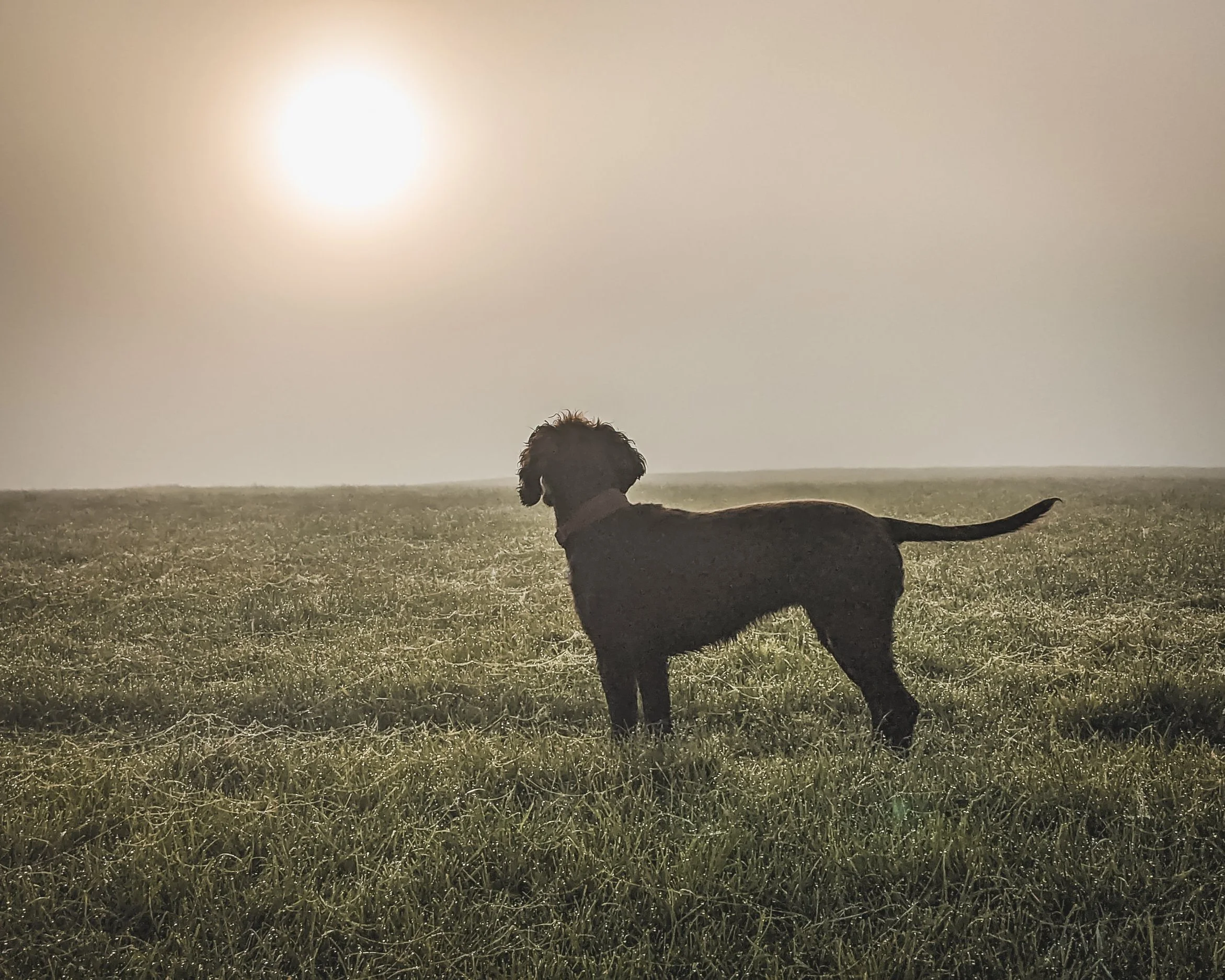 Spaniel standing in grassy field during misty British Autumn sunrise