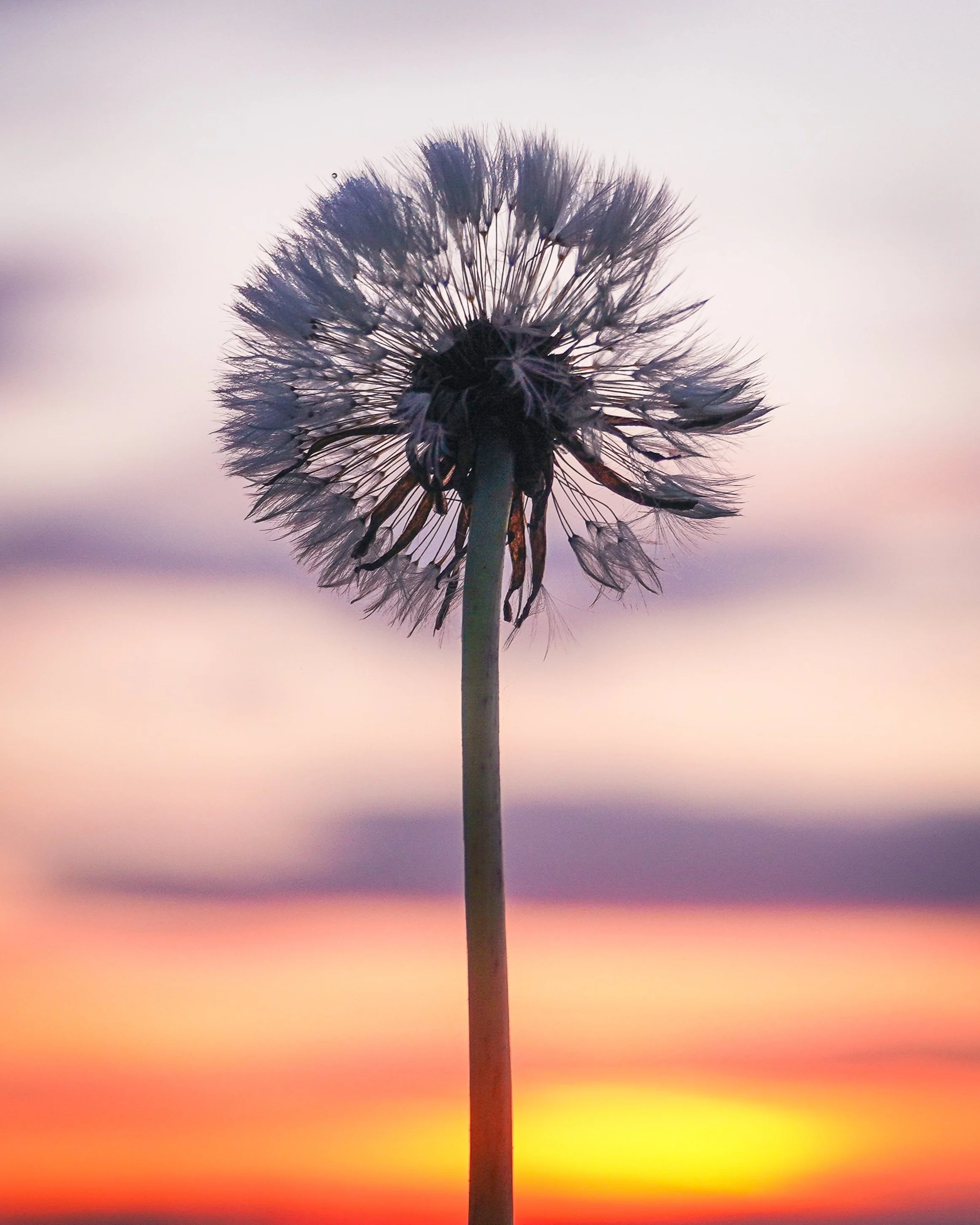 Dandelion seed head against colourful sunrise in British Autumn field”