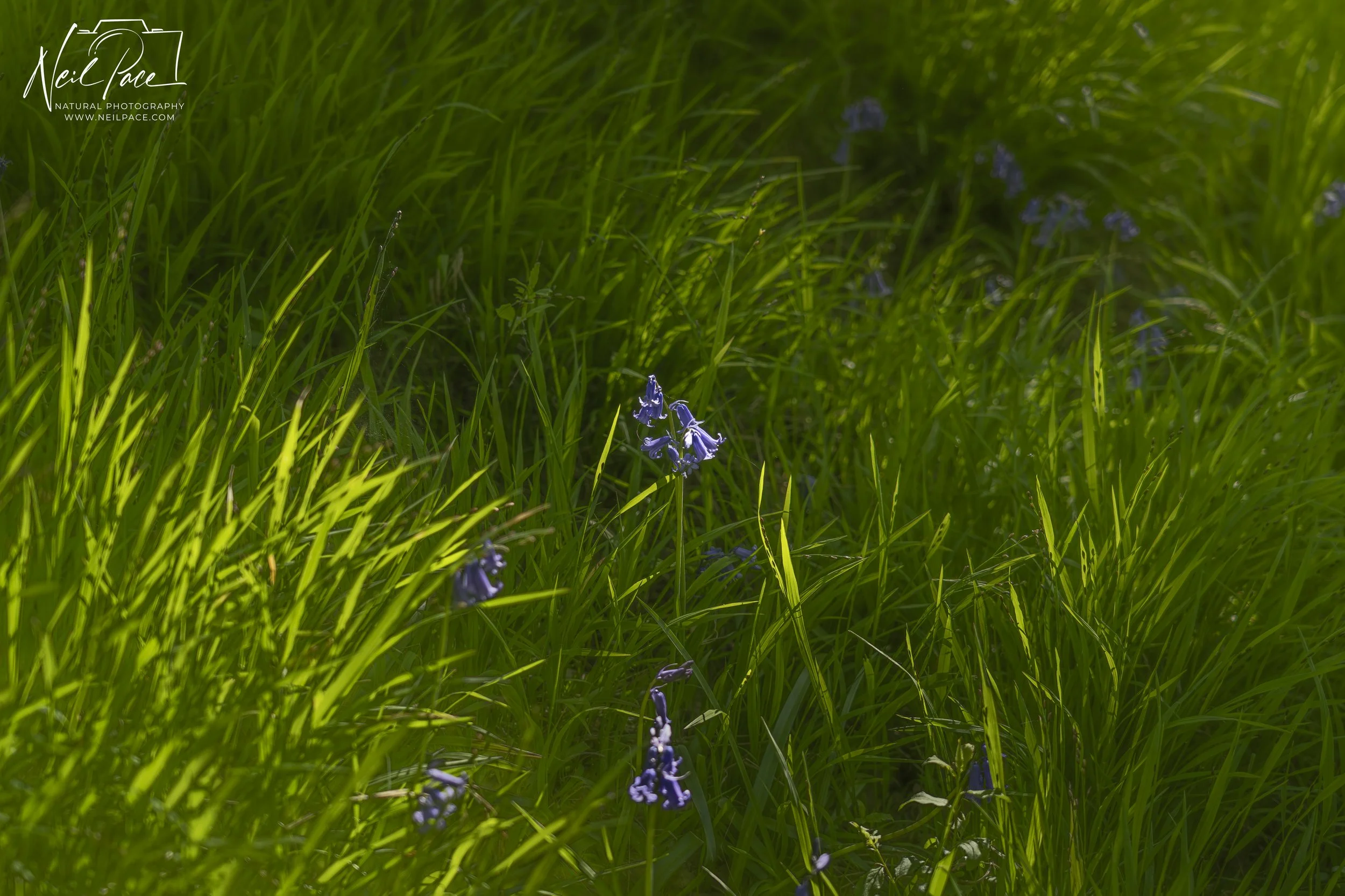 The Grass is Greener