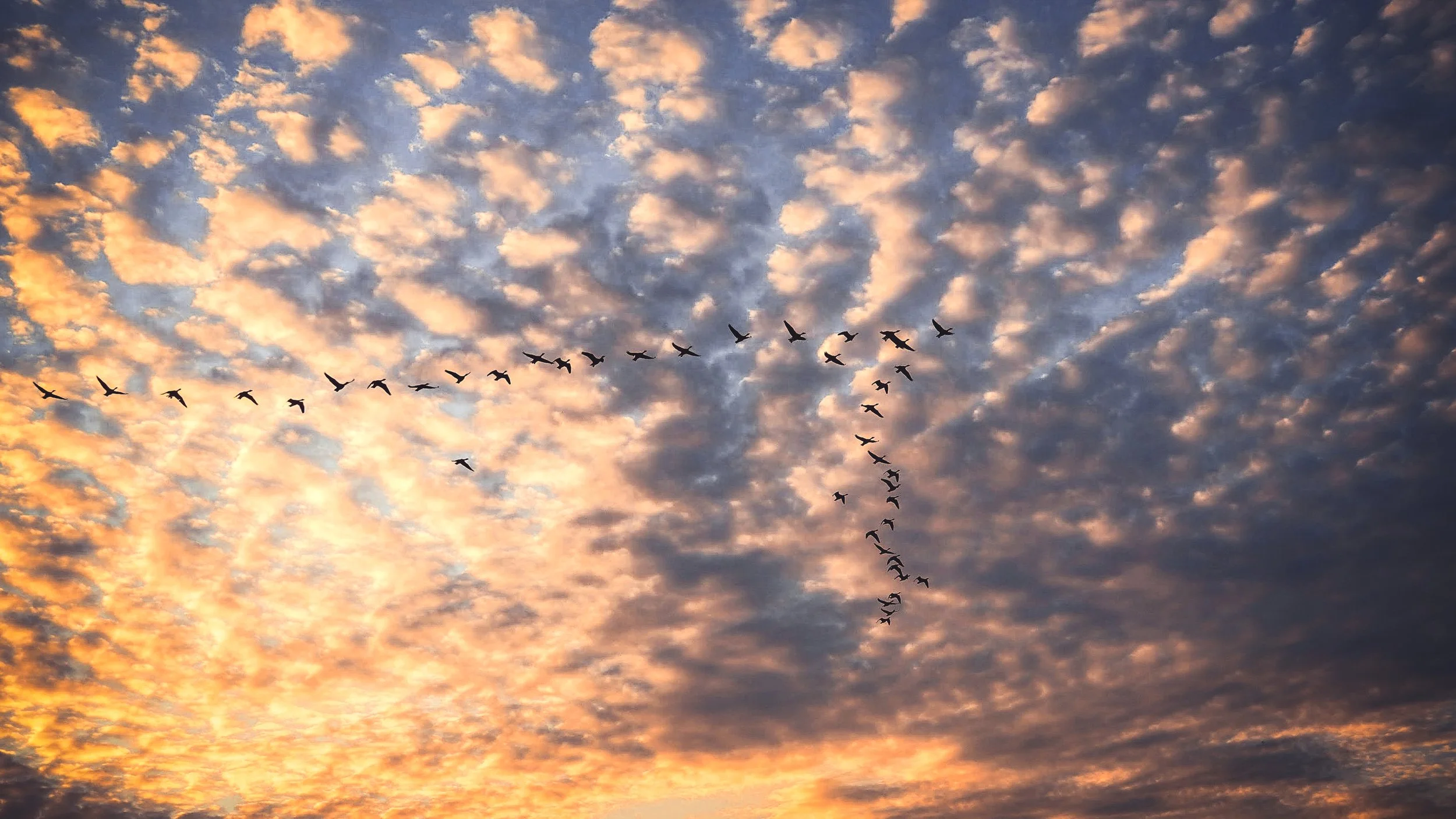 Geese in V formation against glowing British autumn sky”