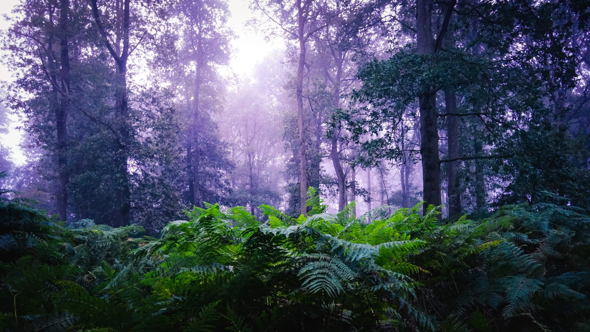 Misty forest with tall trees and green ferns in British Autumn
