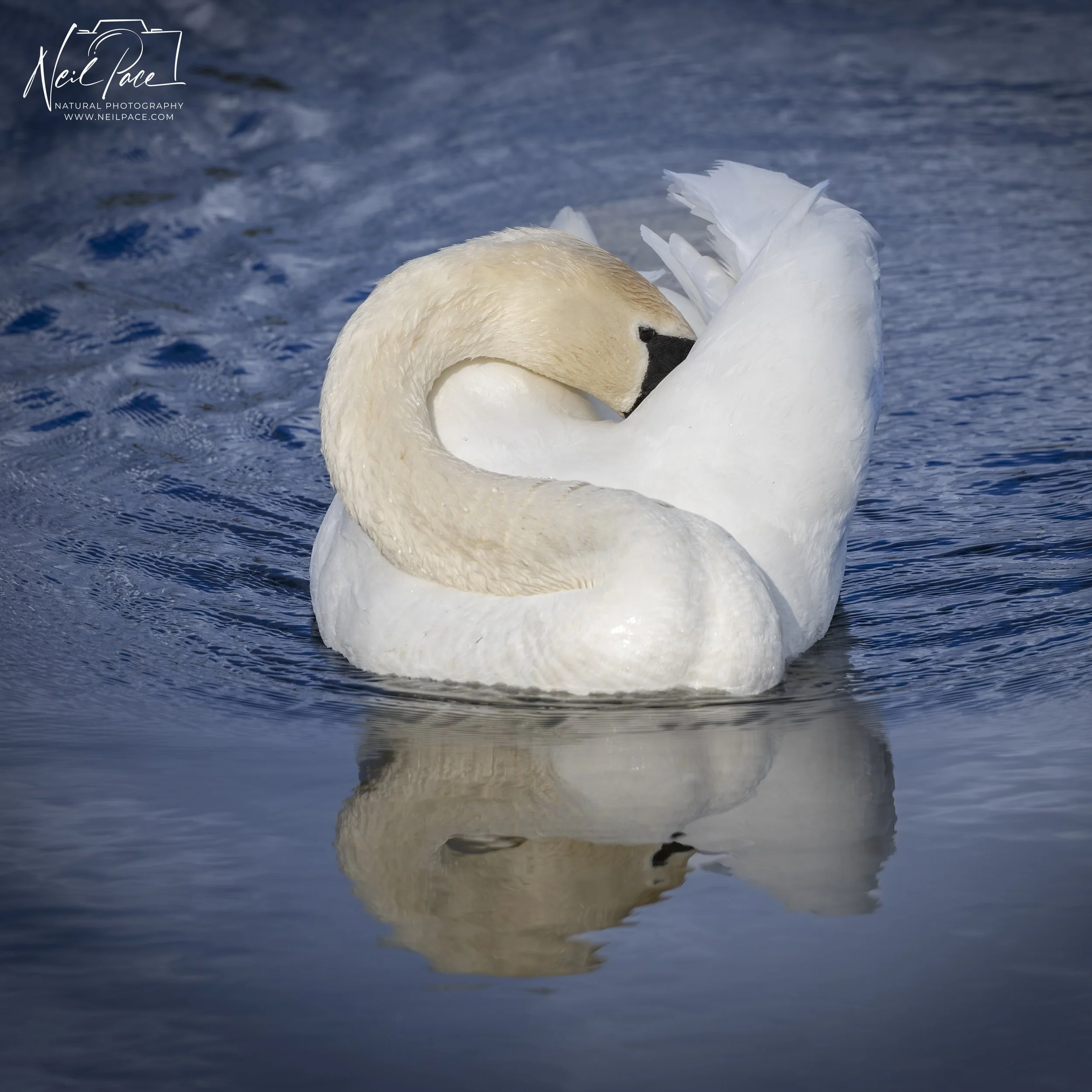 Swan Lake