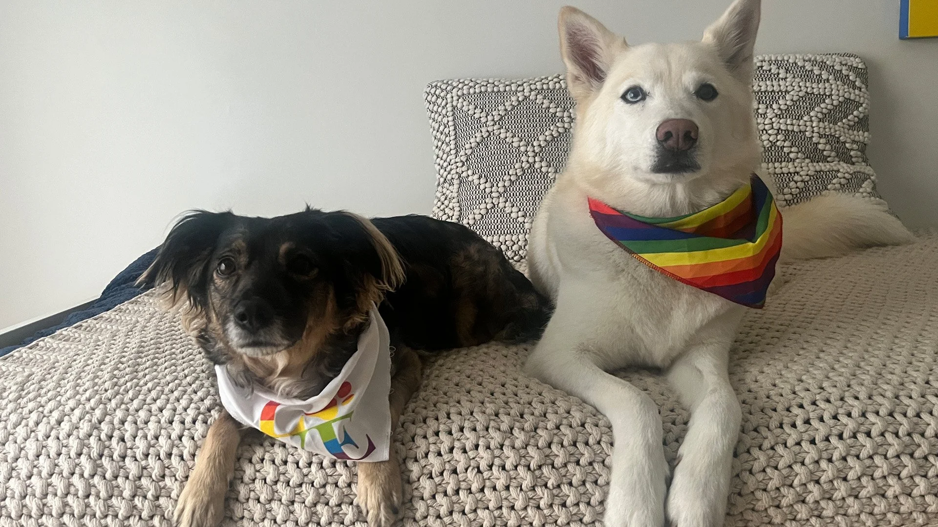 Photo of Marc's dogs, Mona and Snowden with Pride bandanas