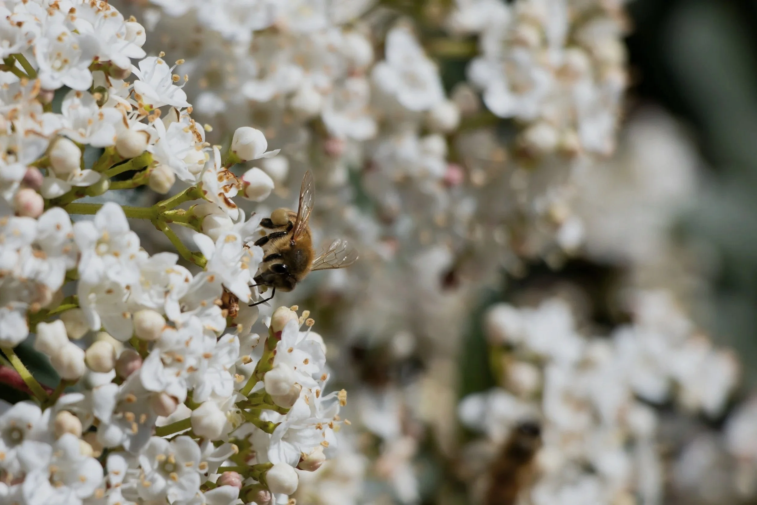 Abeja sobre flores blancas, símbolo de la arquitectura natural, la construcción paciente y el retorno a lo esencial.