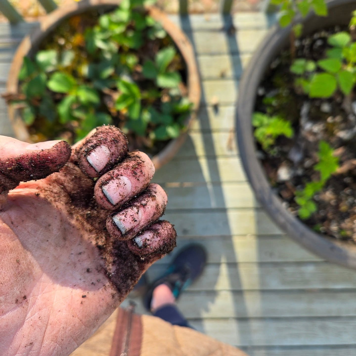Dirt under nails. My go-to cure for lingering heartache, overthinking, and any general difficult life issues. It works every time. Give me soil, shovel, seeds, and sunshine and I start to sprout again with dreams and possibilities.

I've been outside
