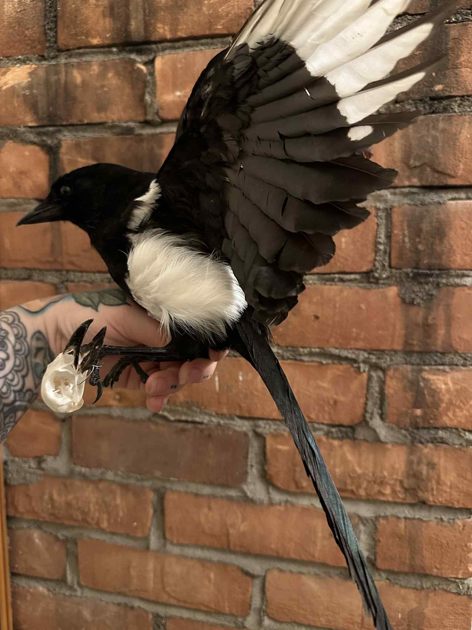 Magpie With Skull