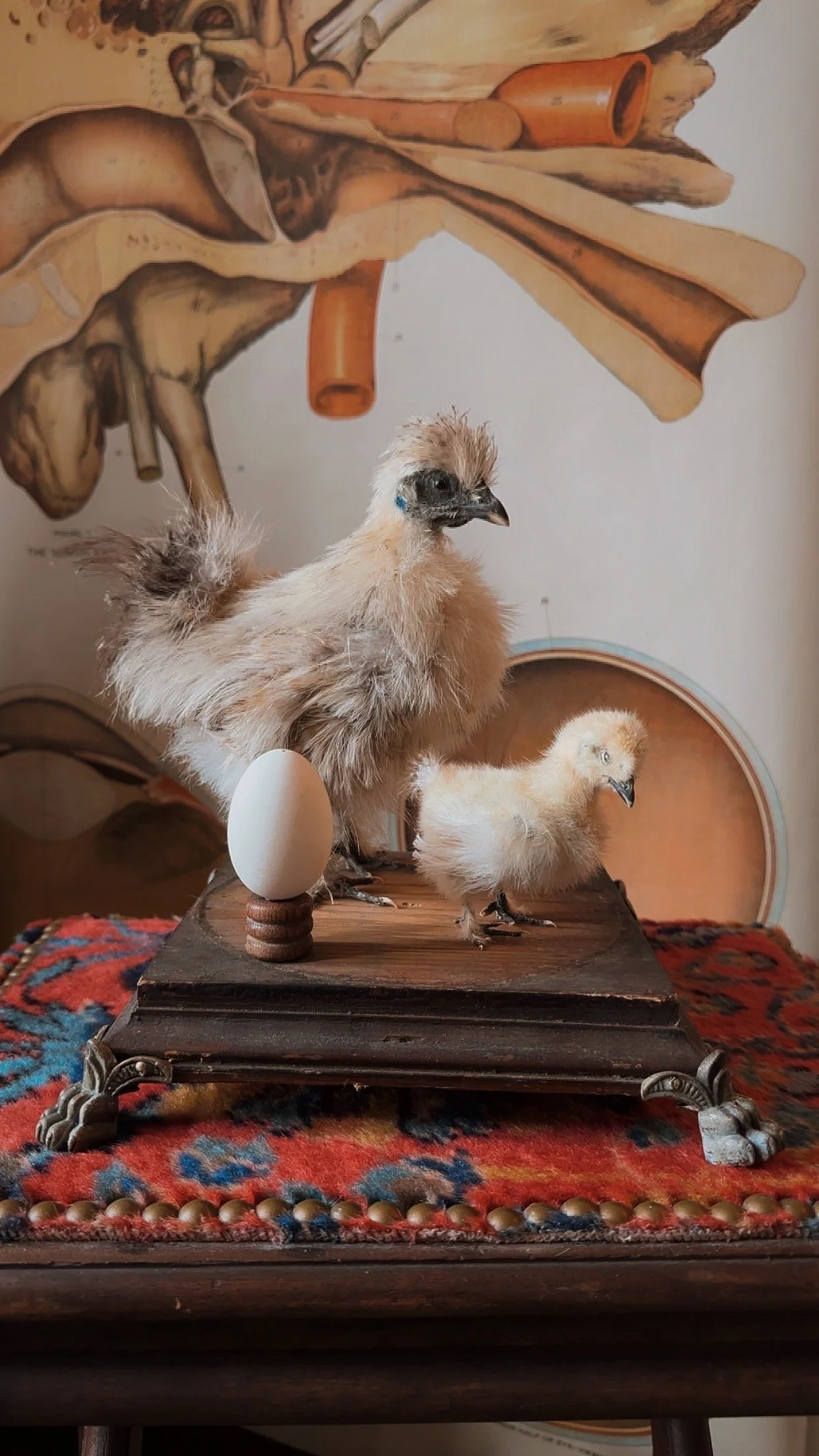 Silkie Chicken& Chick With Egg.