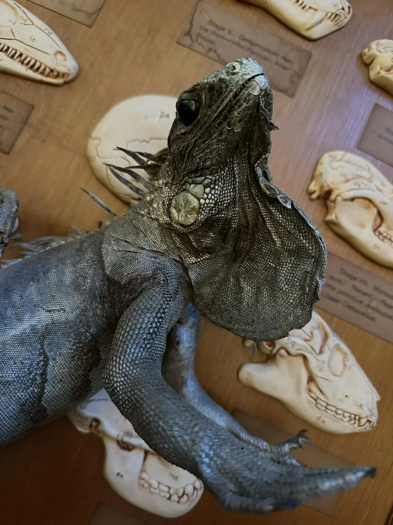 Vintage Green Iguana