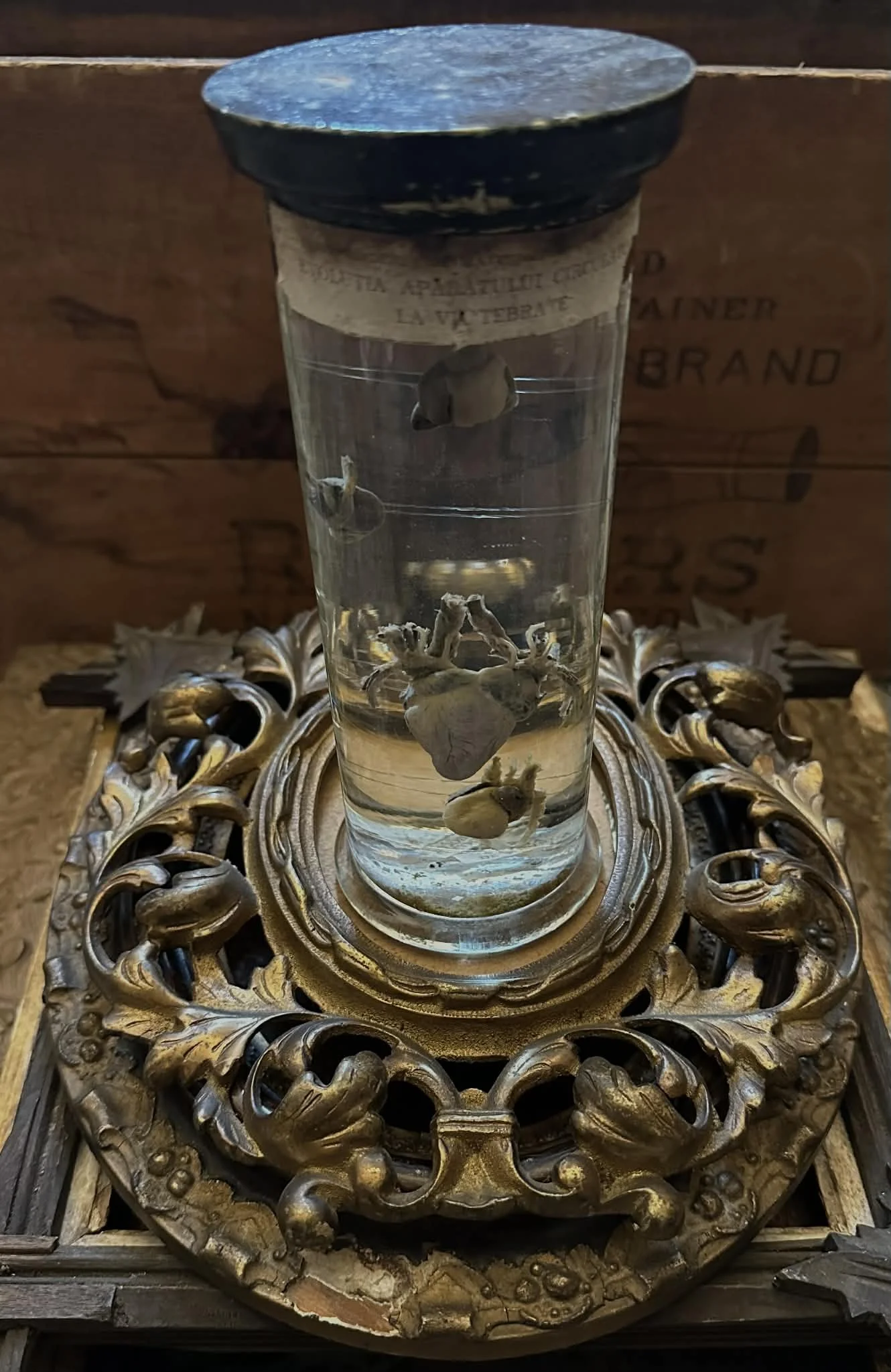 Antique Heart Specimens