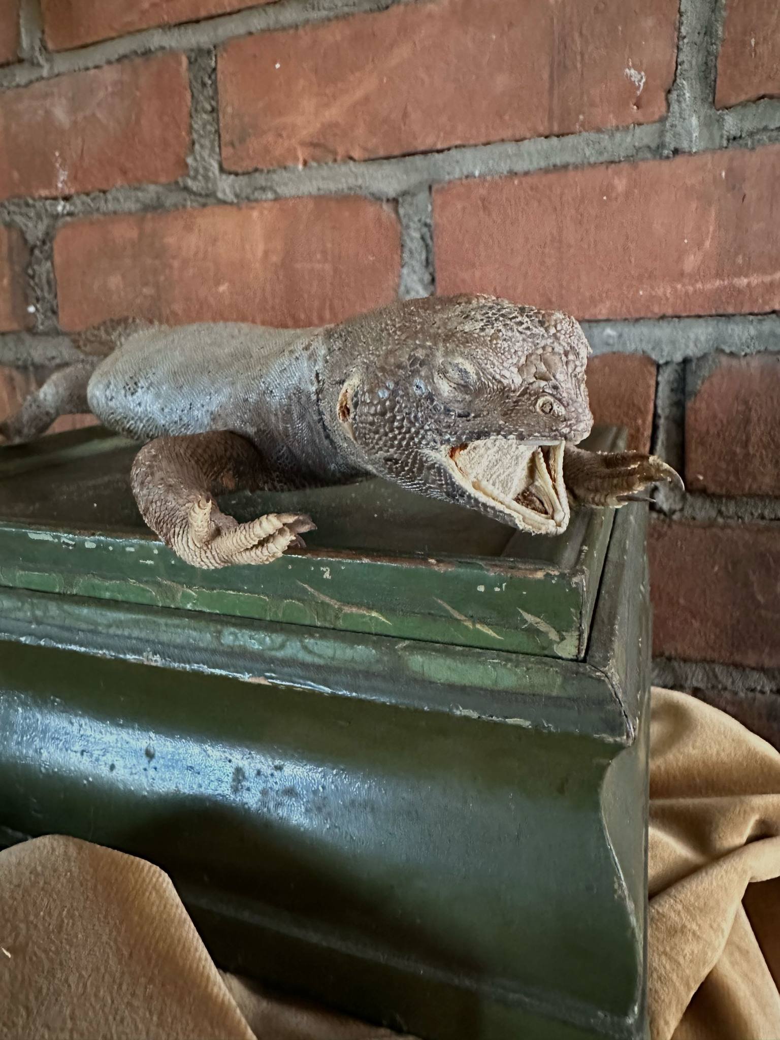 Uromastyx Lizard Study Skin