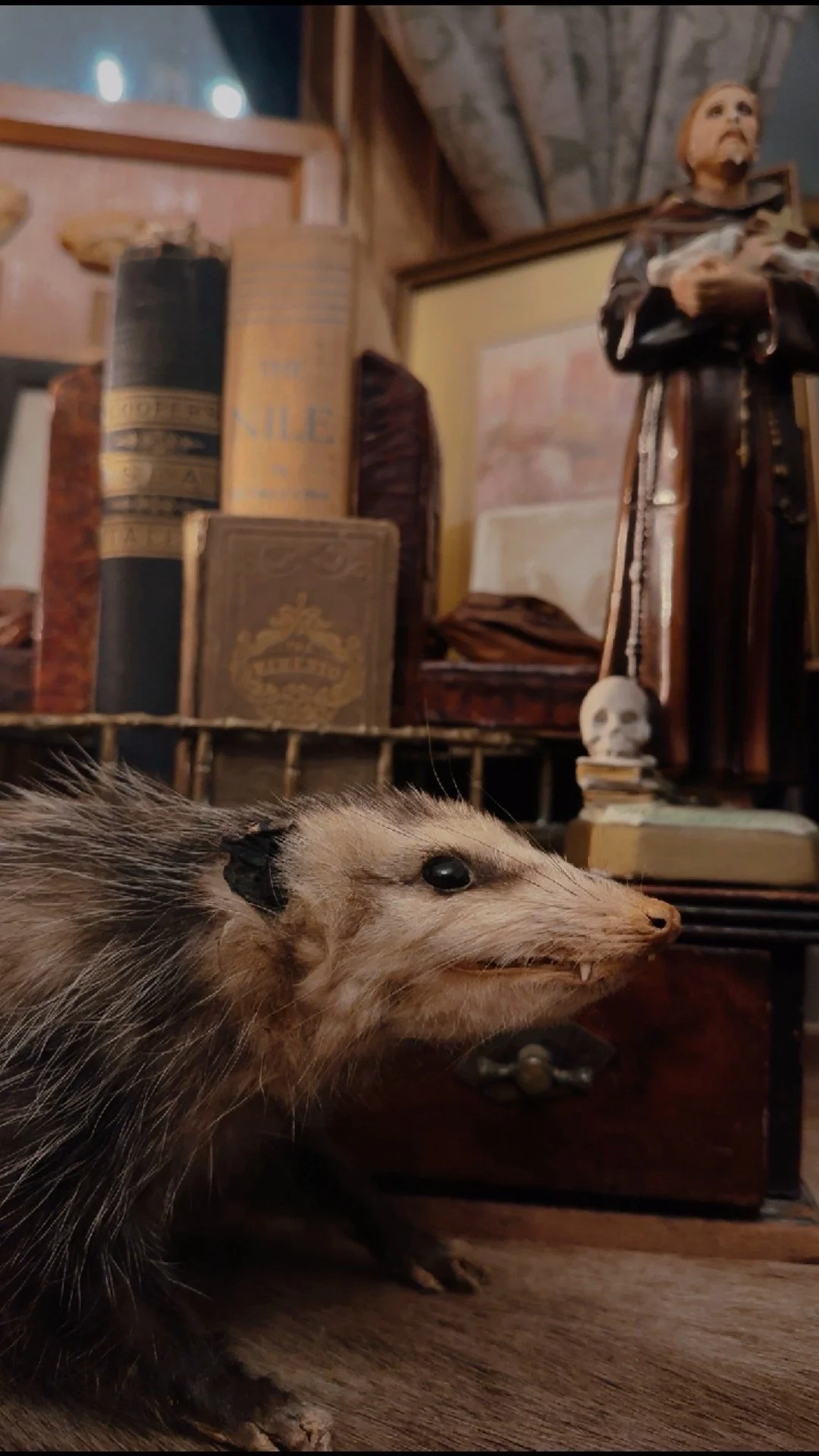 RESERVED LISTING— Serena. — Juv. Opossum