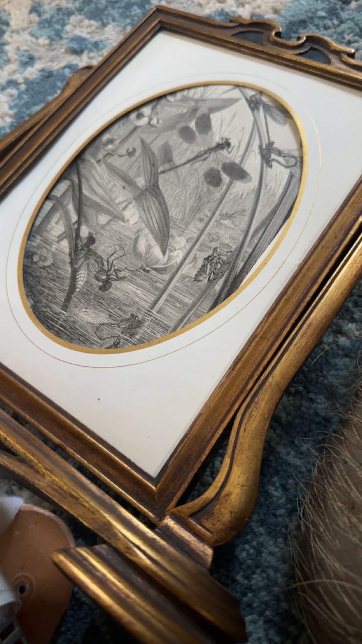 1885 Framed Insect Plate