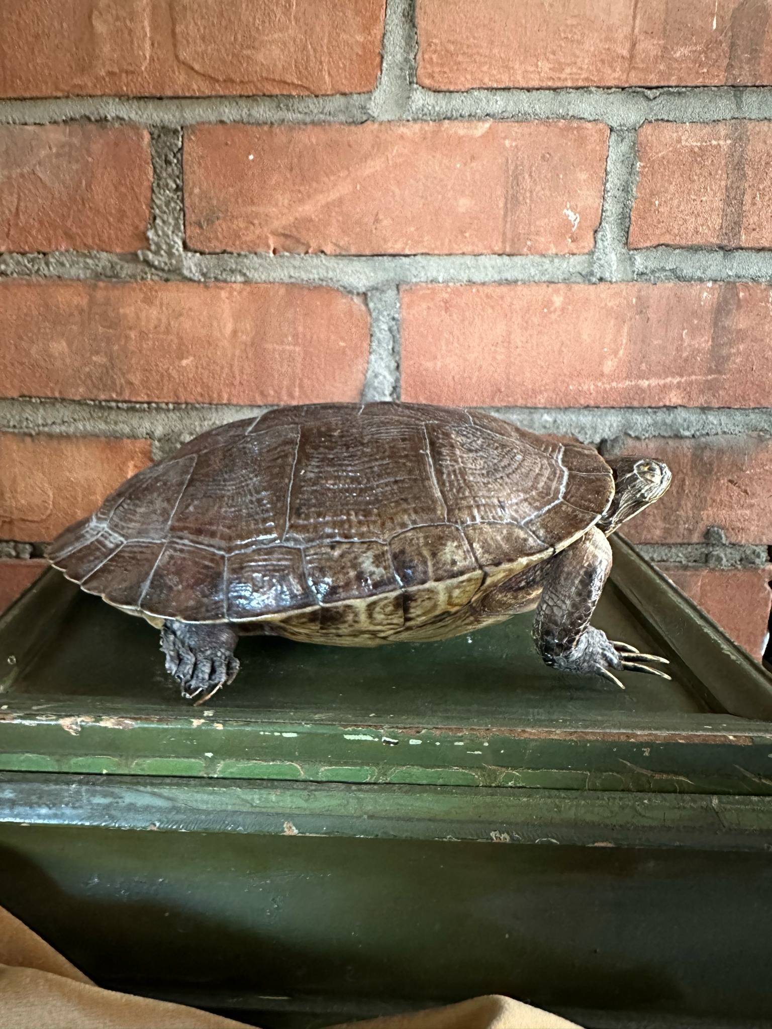 Terrapin Turtle