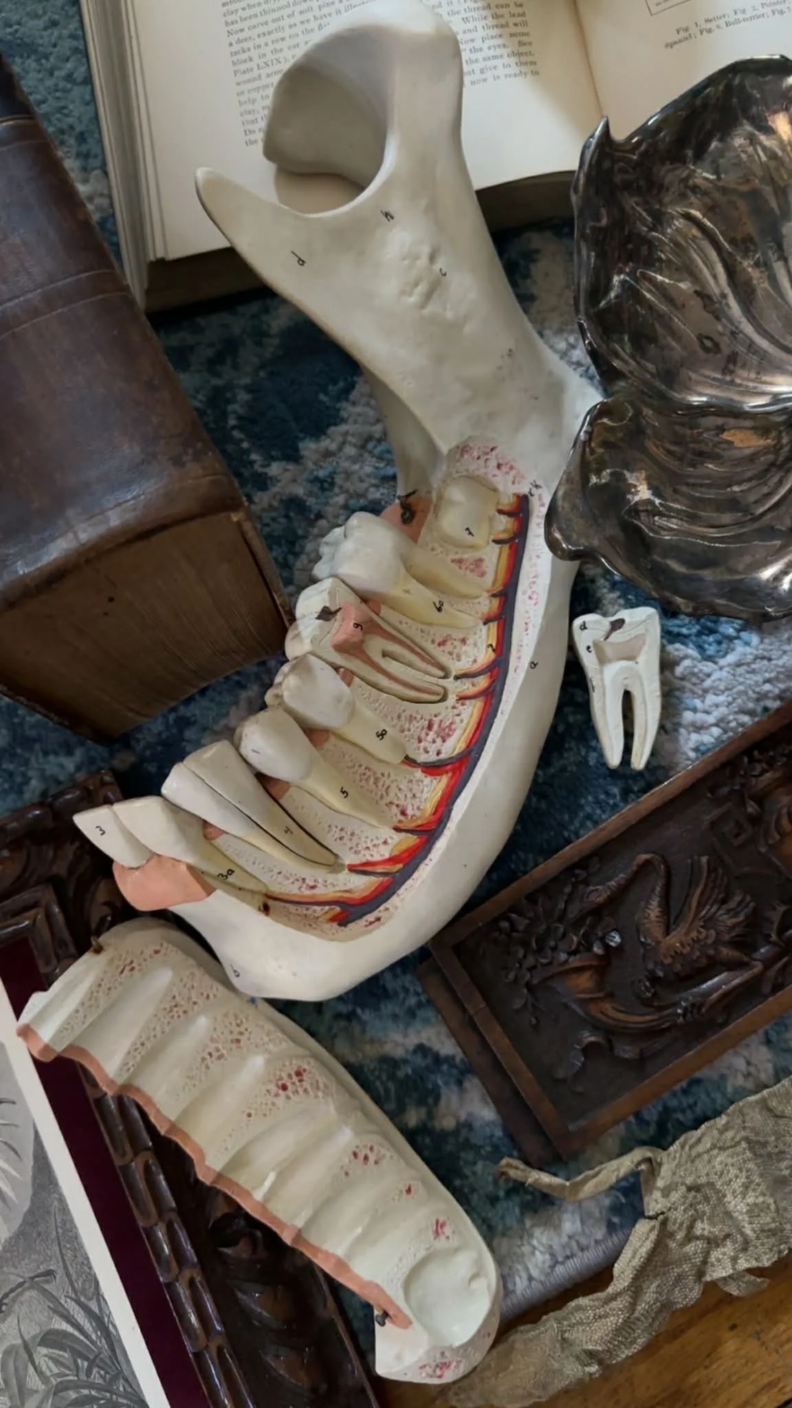 Interactive Mandible Model