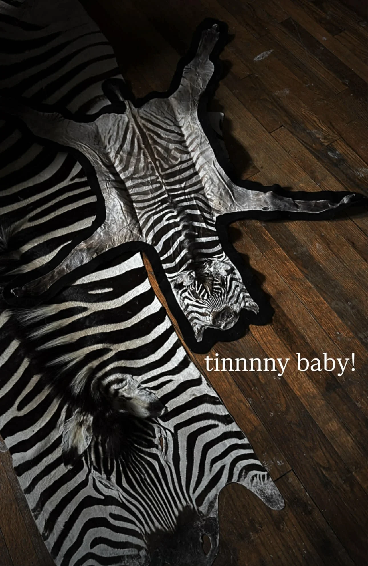 Zebra Foal Rug