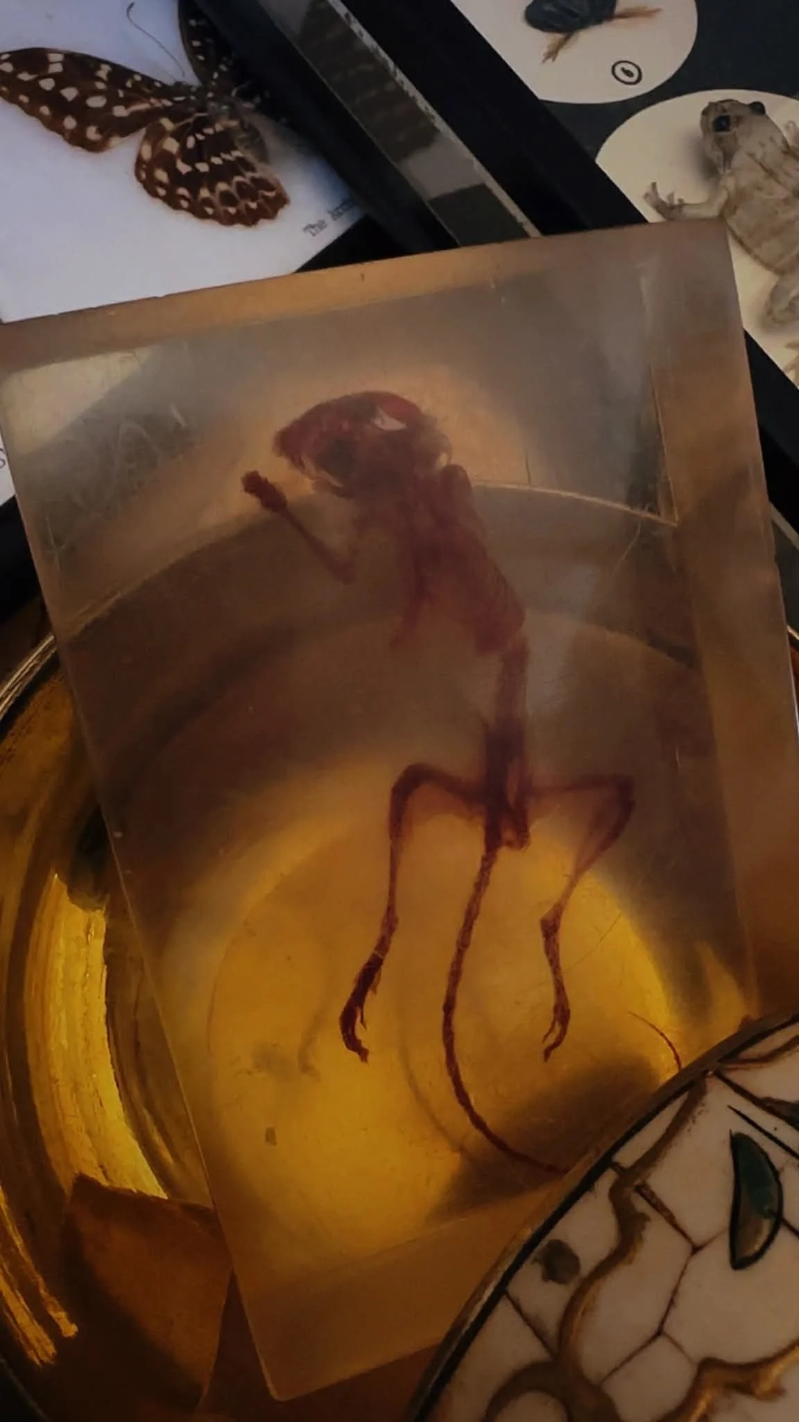 Vtg. Diaphanized Mouse Lucite