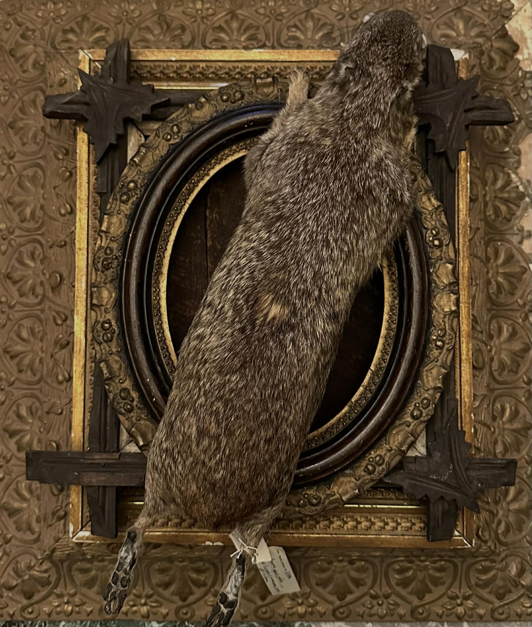 Juvenile Hyrax Study Skin