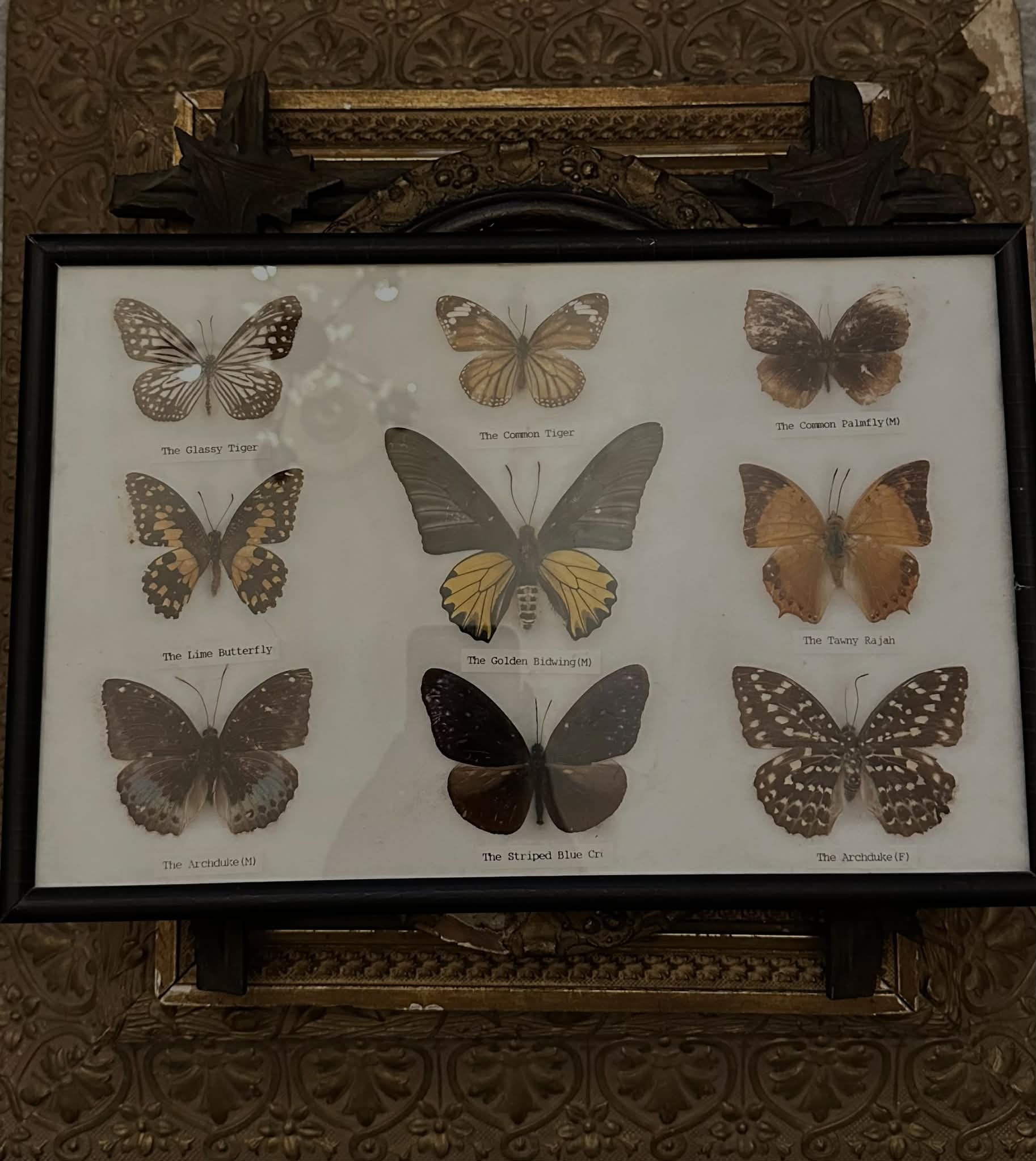 Vintage Butterfly Specimens