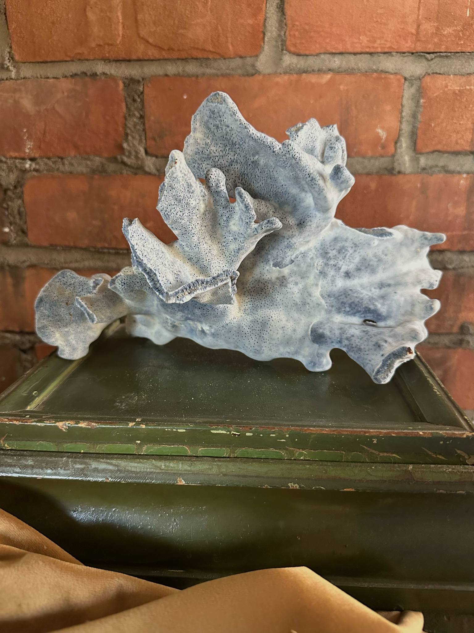 Blue Coral Specimen