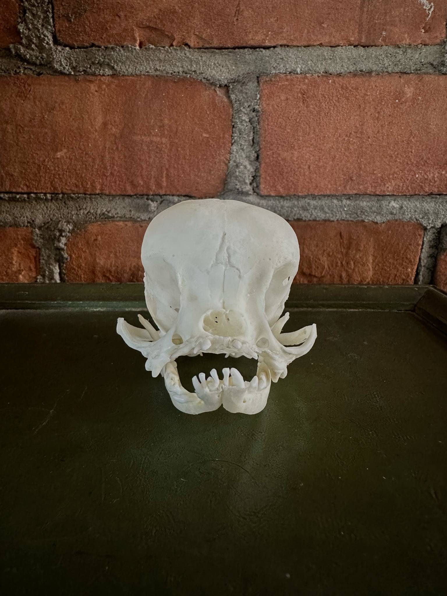 Hydrocephalic Chihuahua Skull