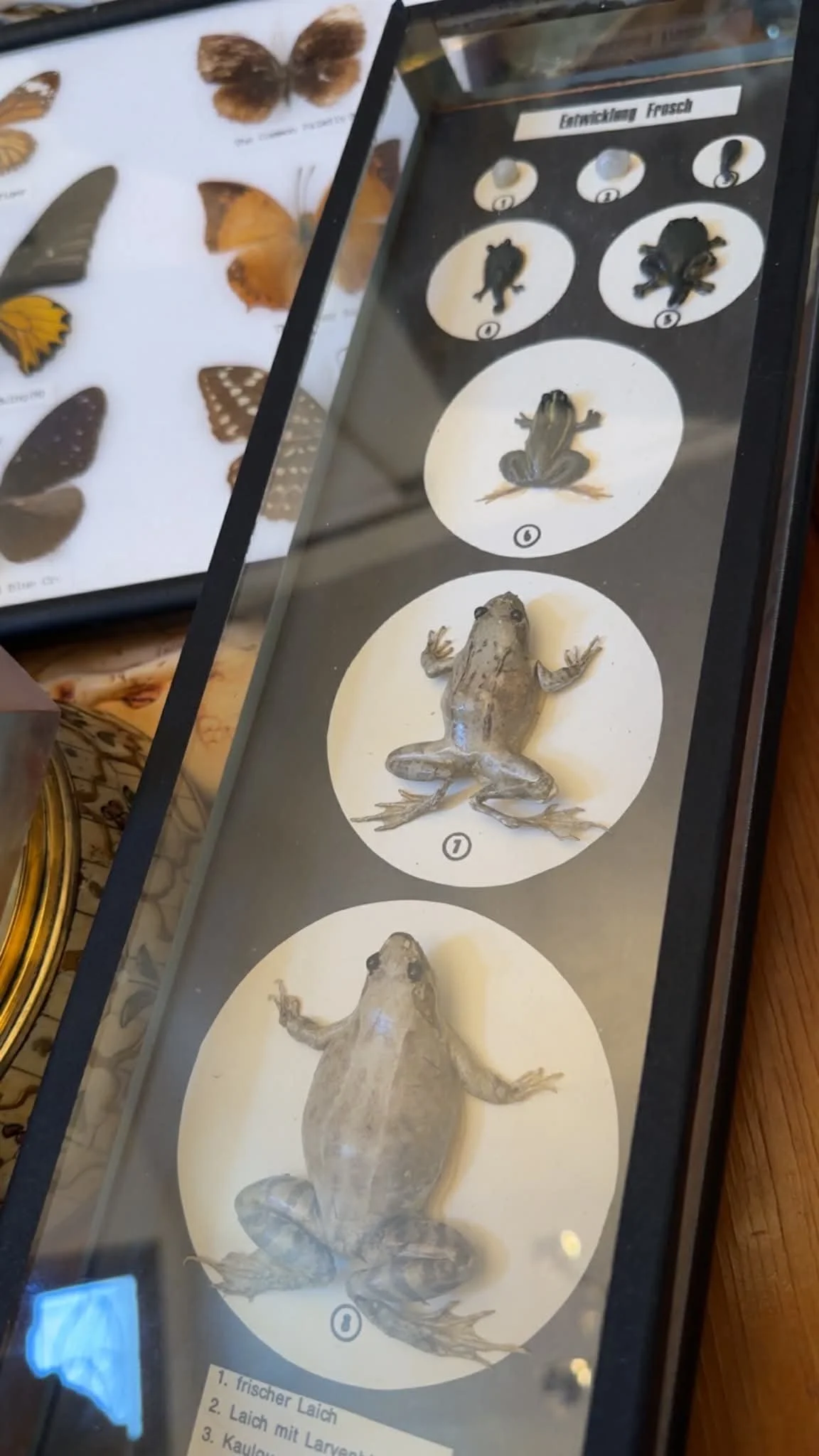 Plastinated Frog Life Cycle