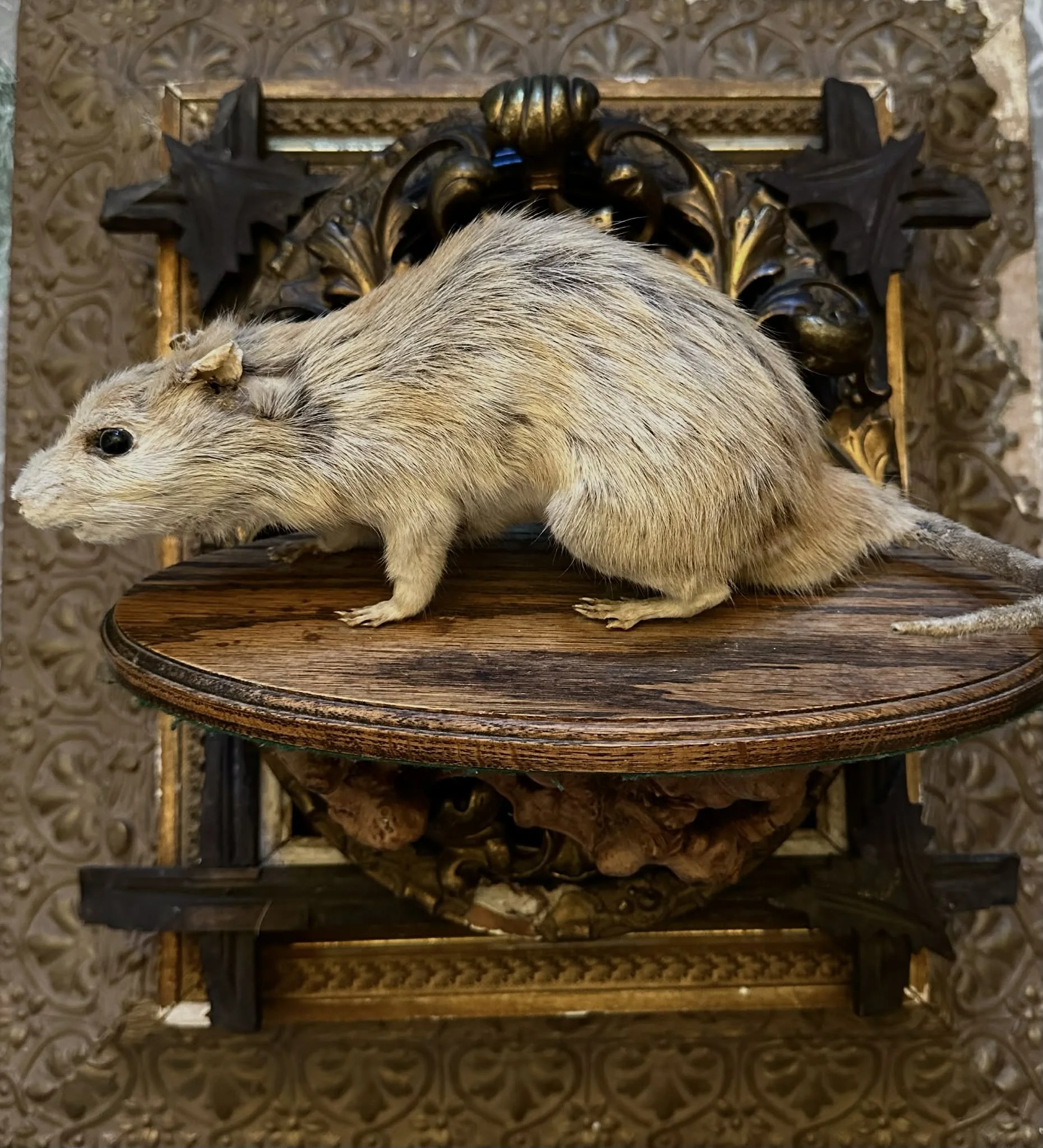 Antique Full- Body Blonde Rat