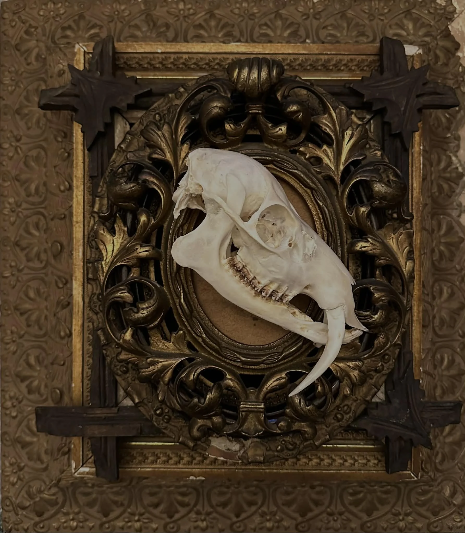 Chinese Waterdeer - Male with Pathology