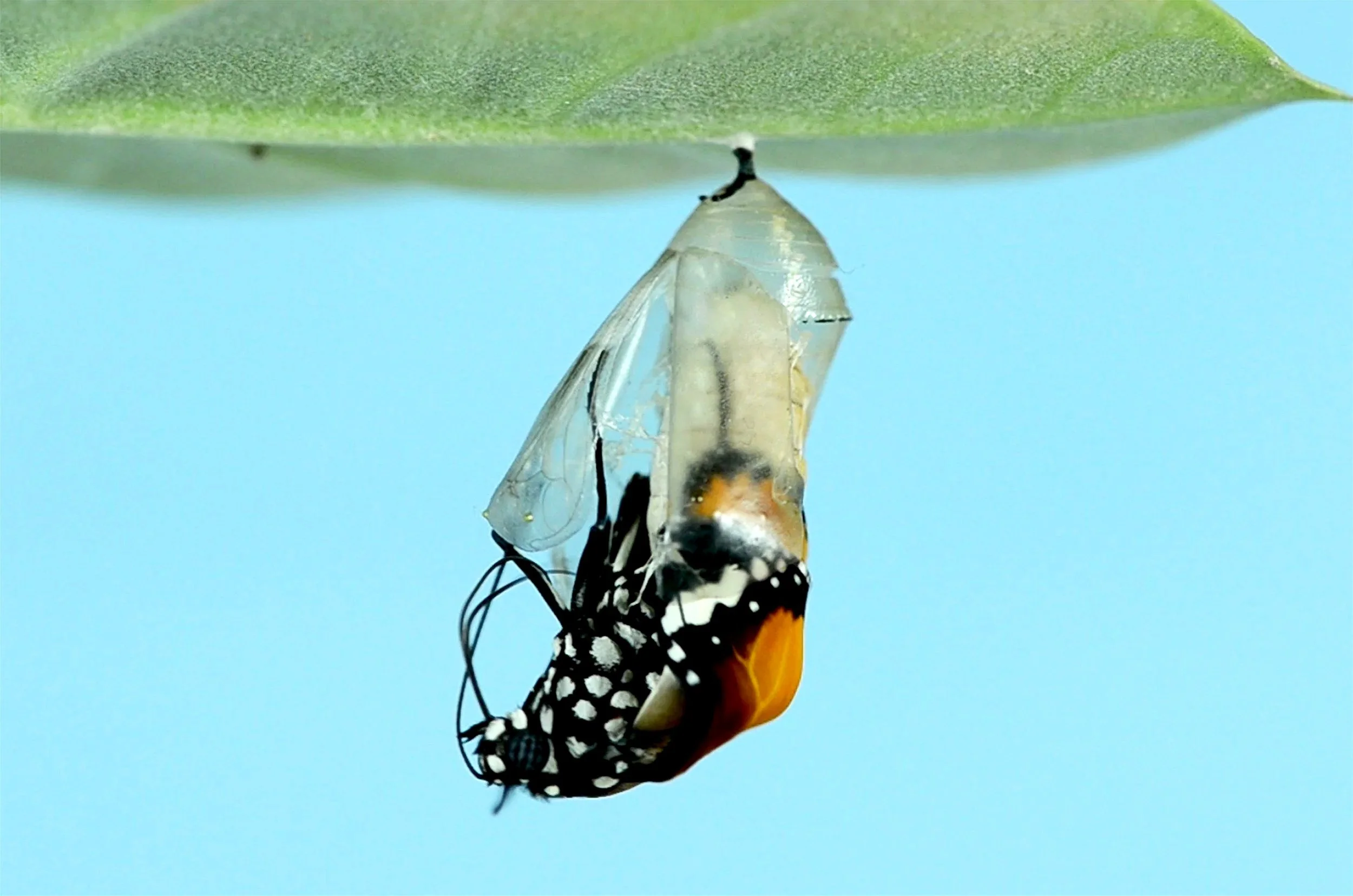 A butterfly emerging from its chrysalis