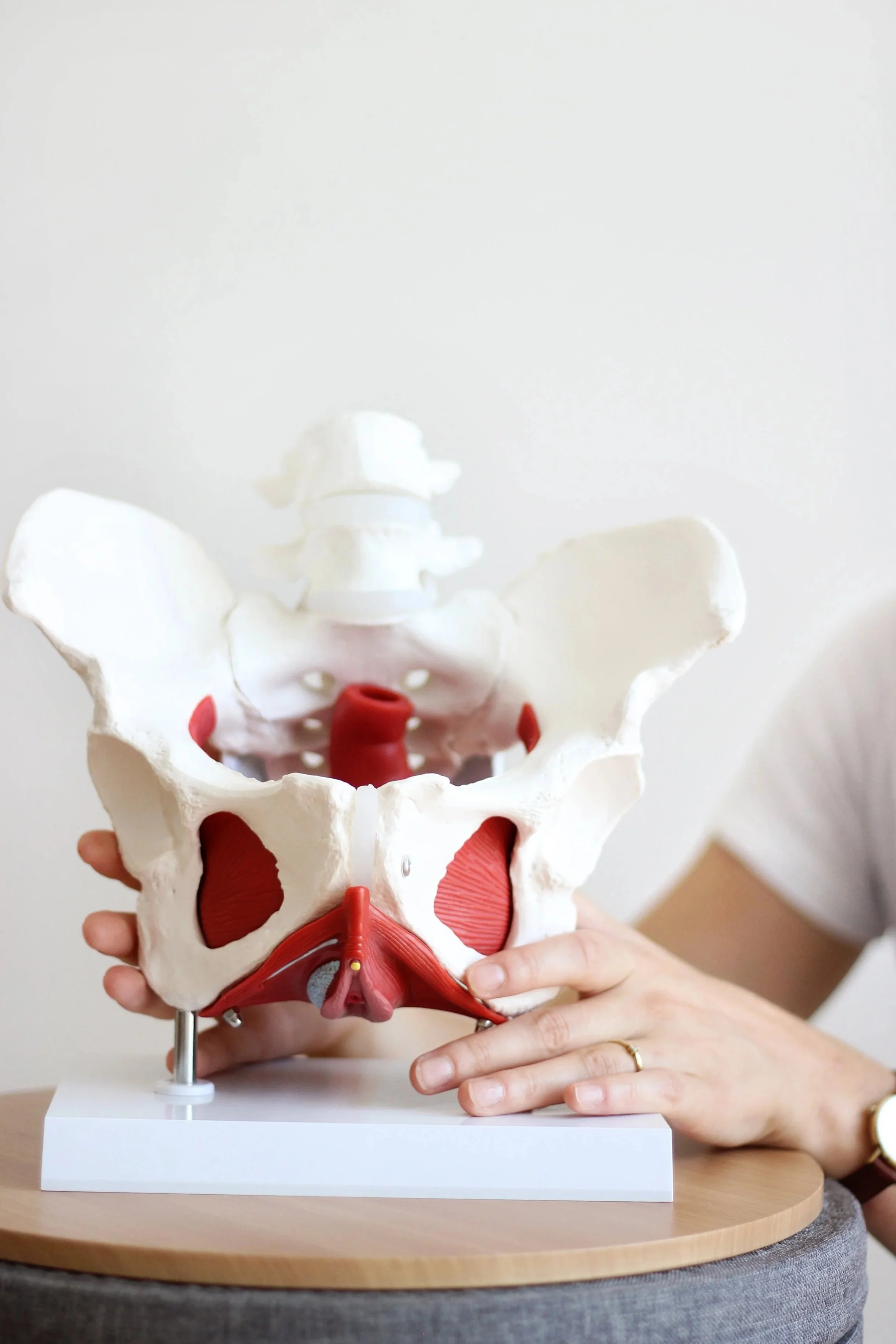 Modell des weiblichen Beckens mit Beckenboden- und Hormonstrukturen, rot hervorgehoben, auf einem weißen Ständer auf einem Tisch