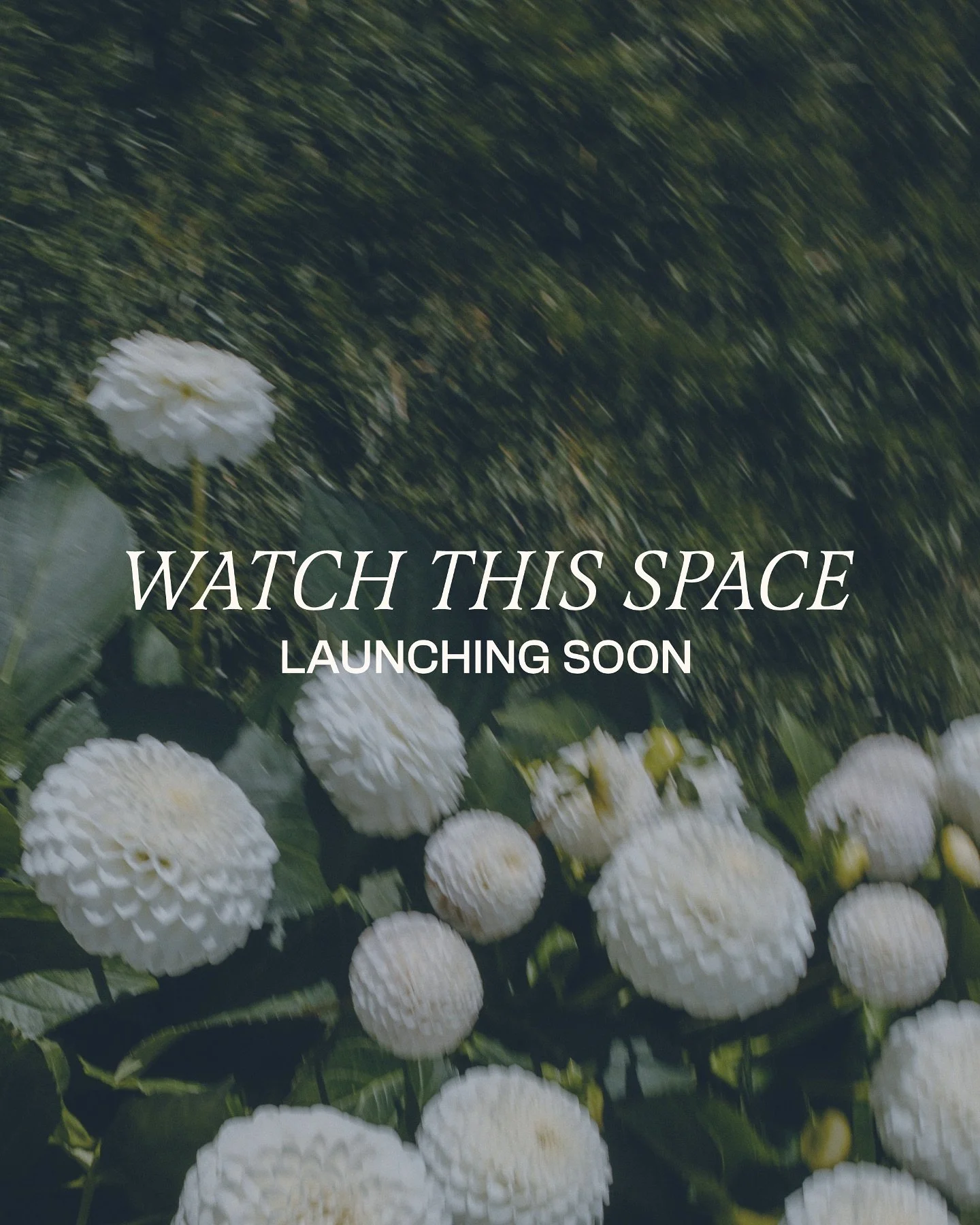 Launching soon 
Planning, Styling &amp; Celebrant

Here for love.

Photo credit to the amazing @run_in_the_shadows