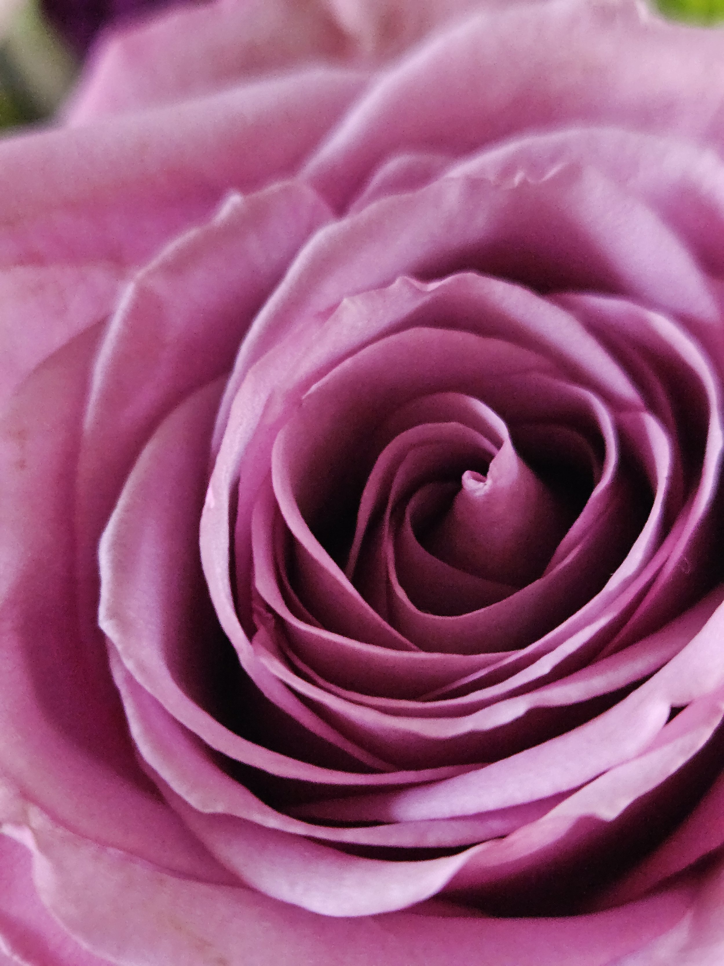 RosePetals.jpg