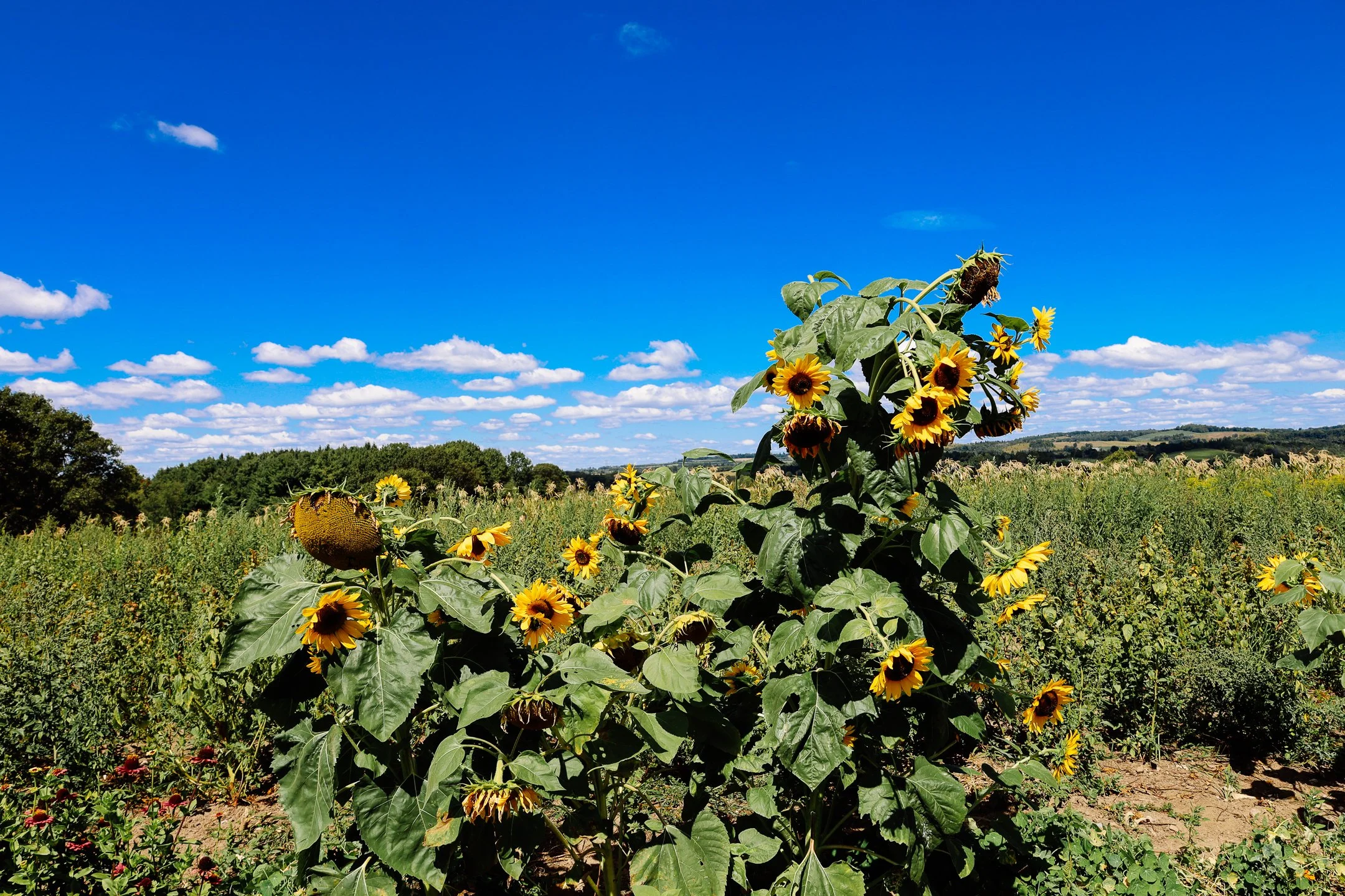 commonground (24 of 37).jpg