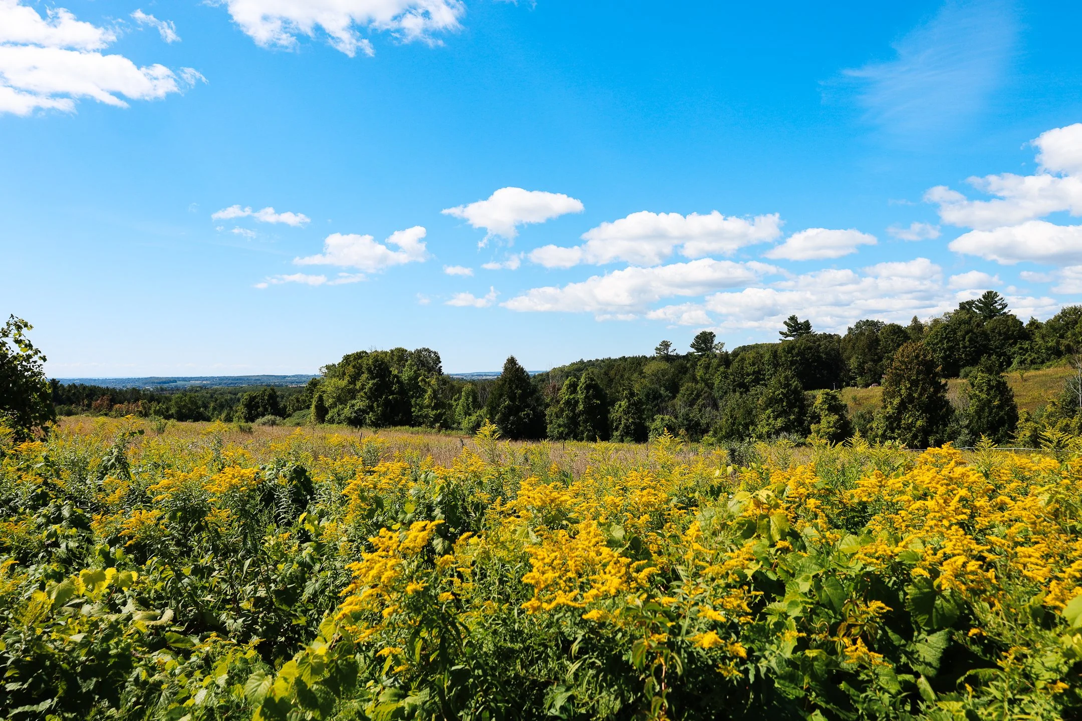 commonground (4 of 37).jpg