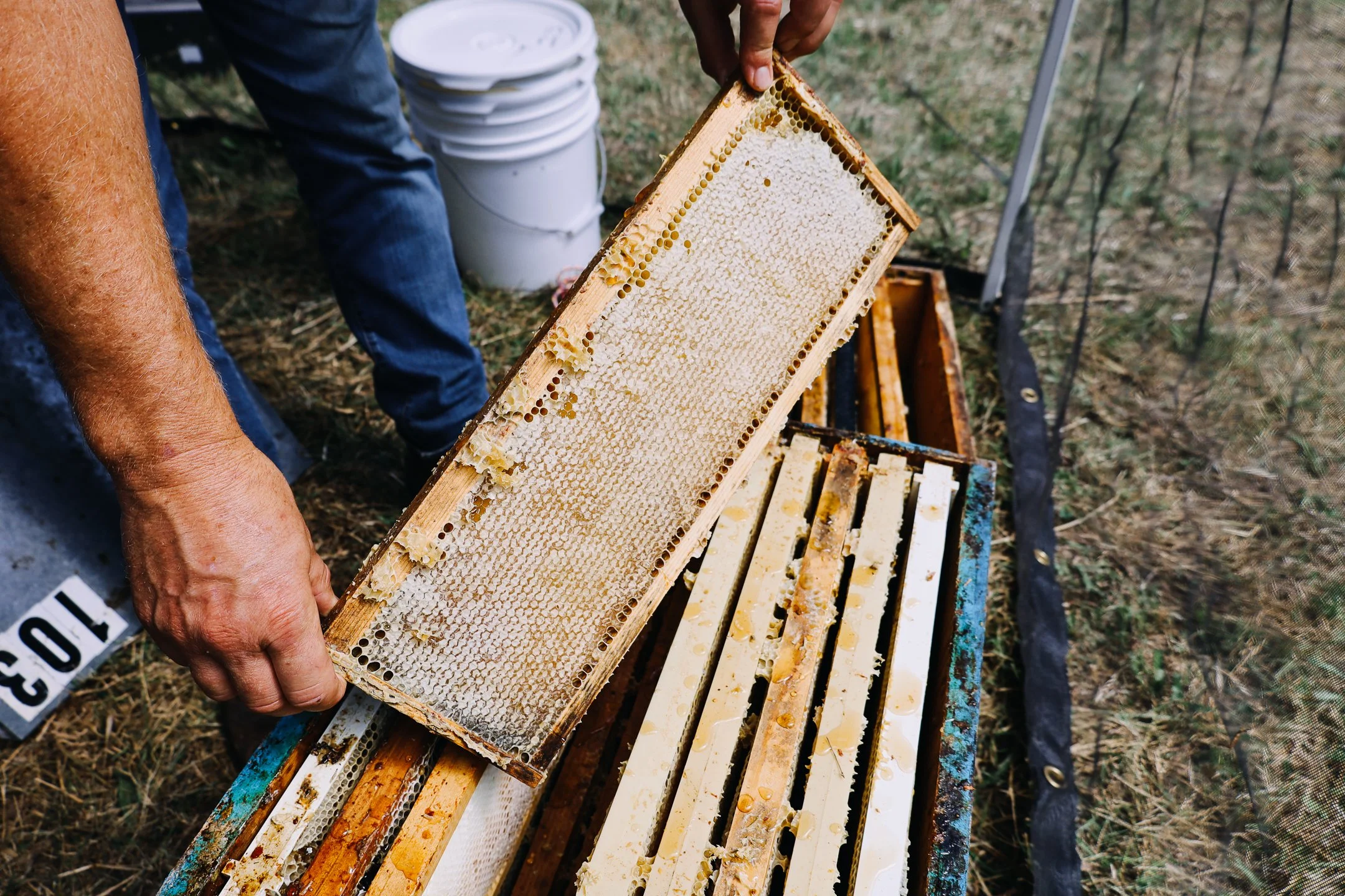 commonground-beekeeping2 (1 of 1).jpg