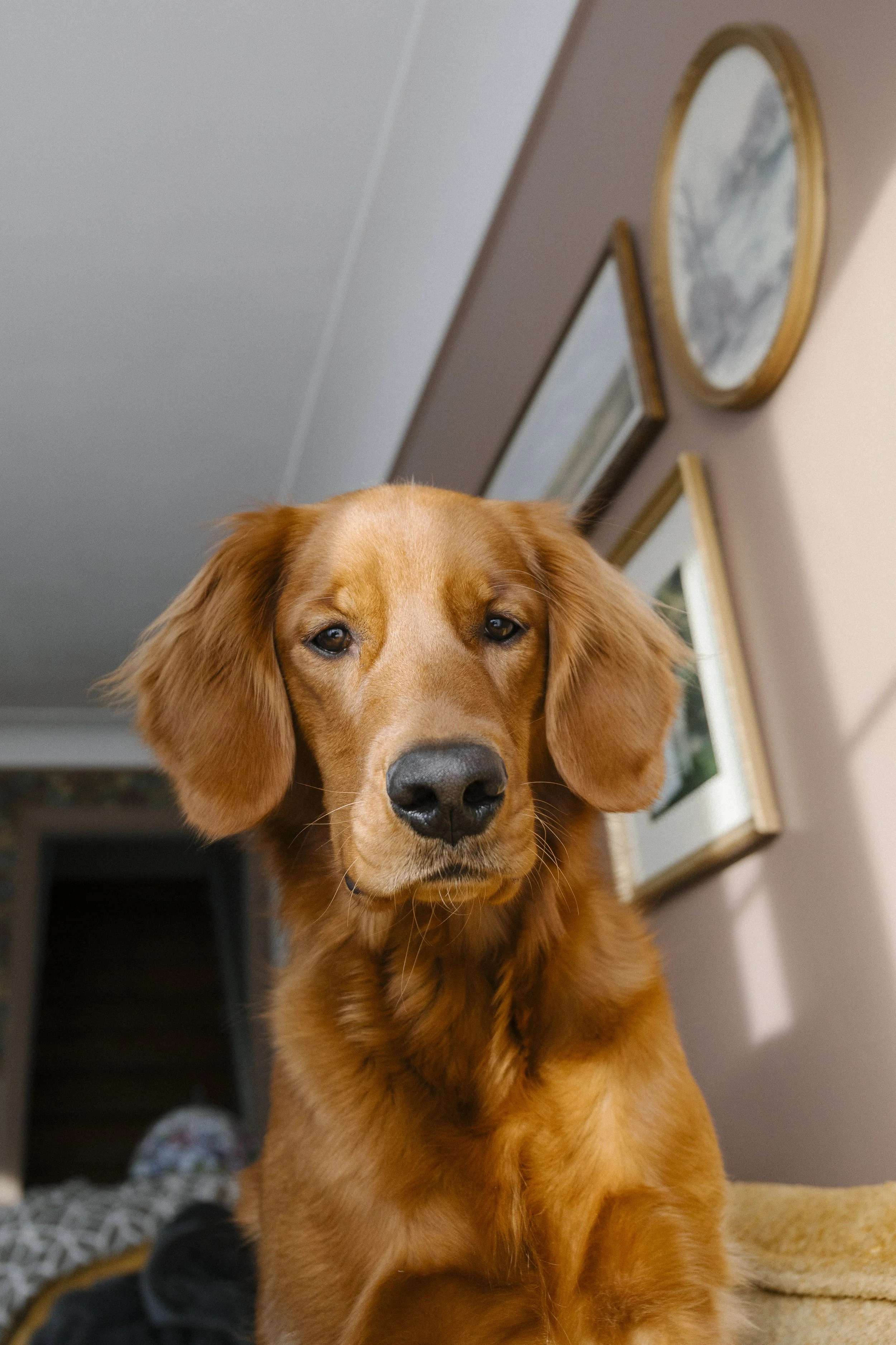 Close-up of a golden retriever dog indoors, with framed pictures hanging on the wall behind it.