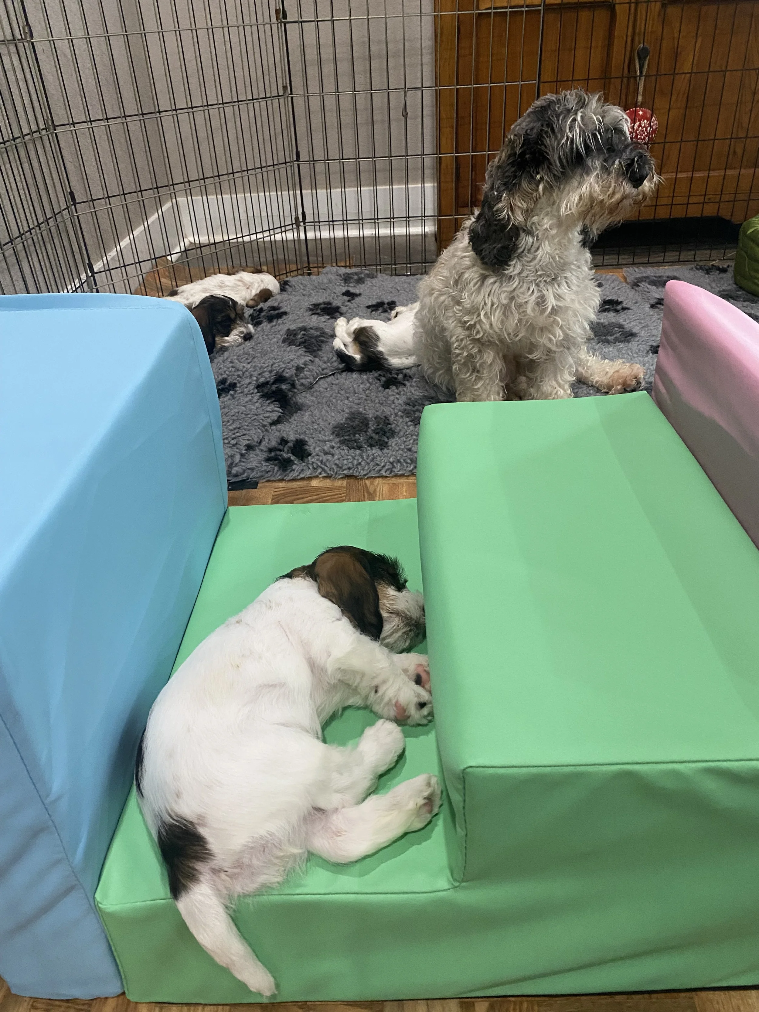 Penny watching over the babies after playtime