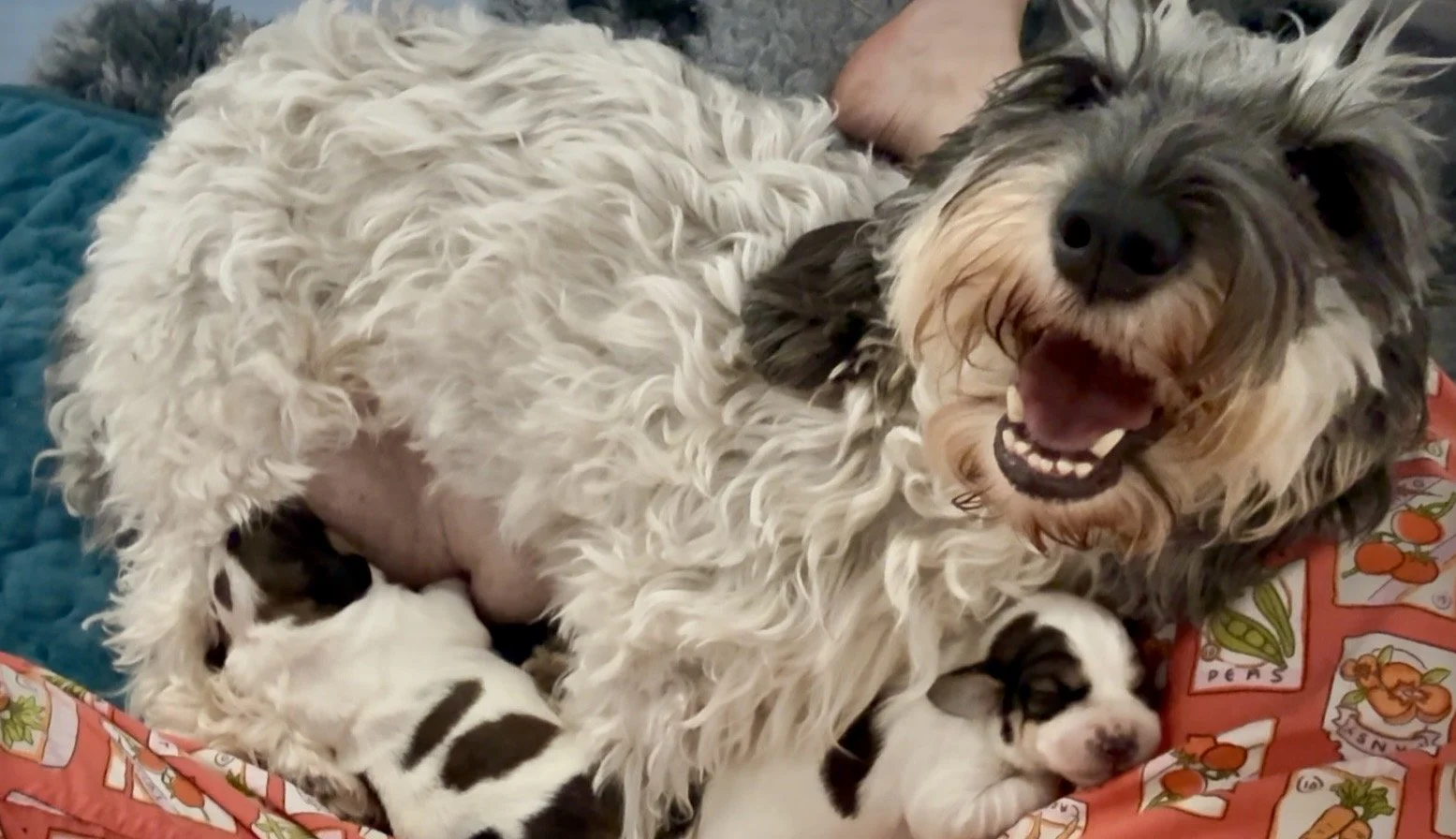 Penny and Babies.jpg