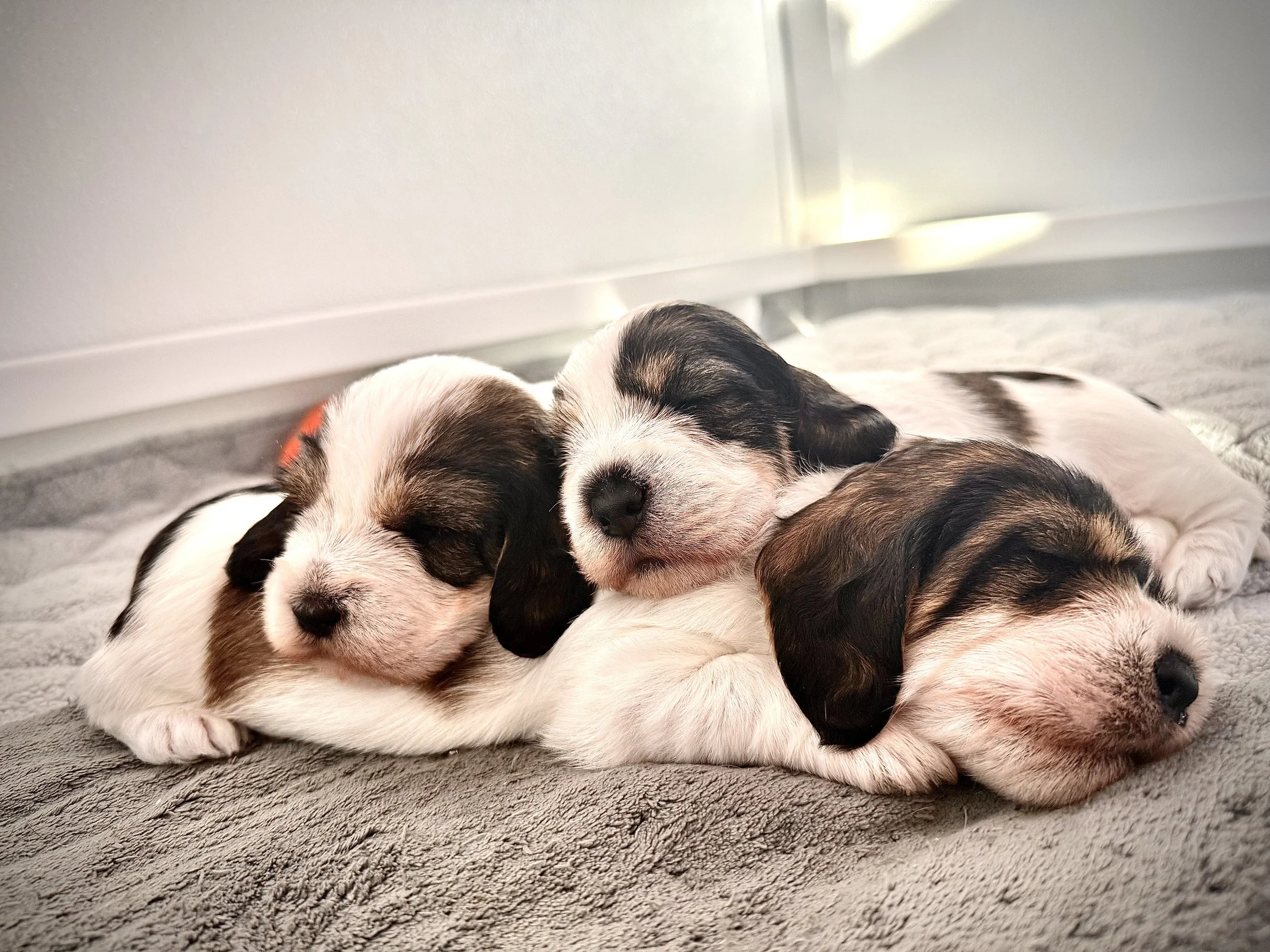 Puppies 3 weeks.jpeg
