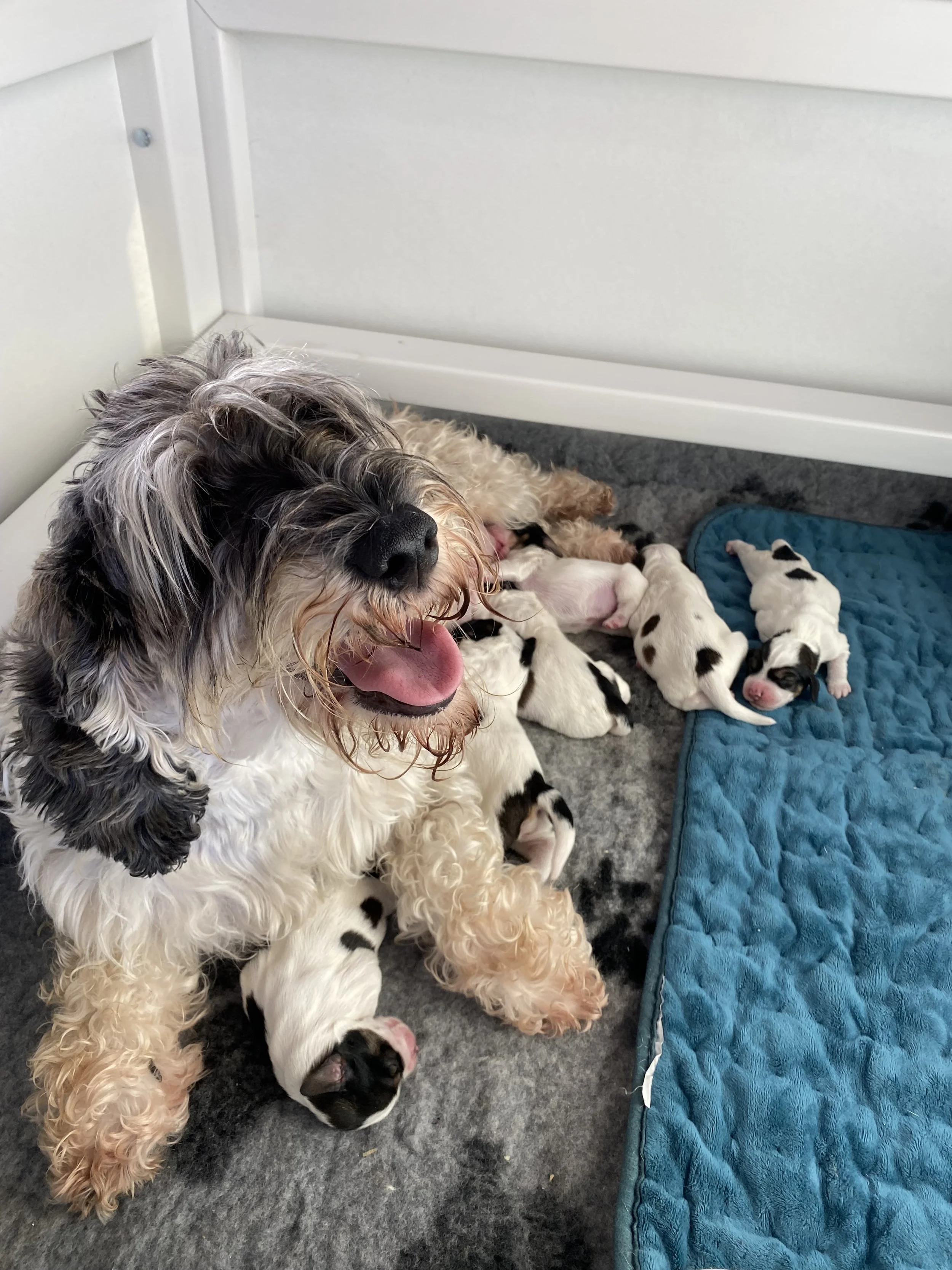 Proud Penny with her new babies.