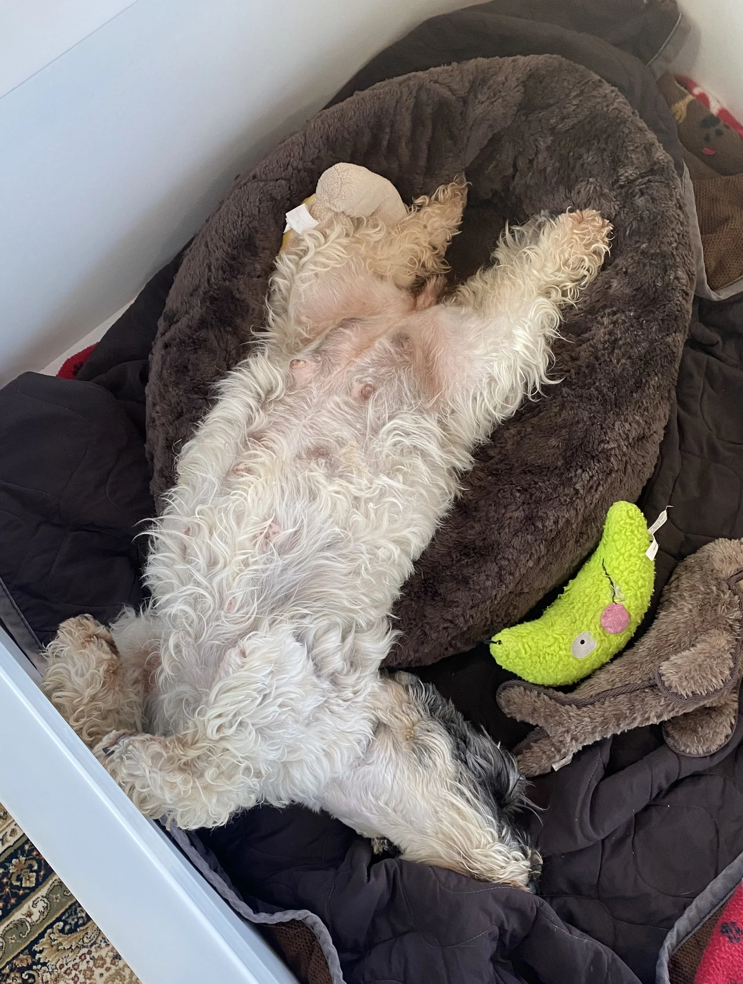 Penny getting comfortable in her initial whelping box.