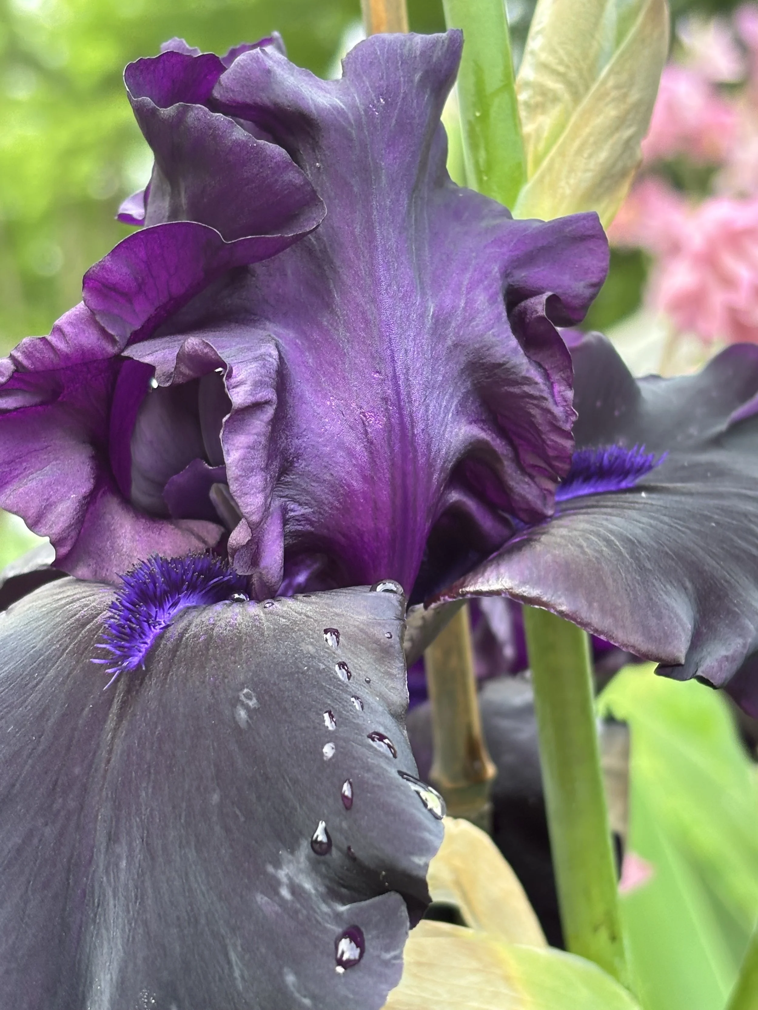 2026 Spring Flower Subscription