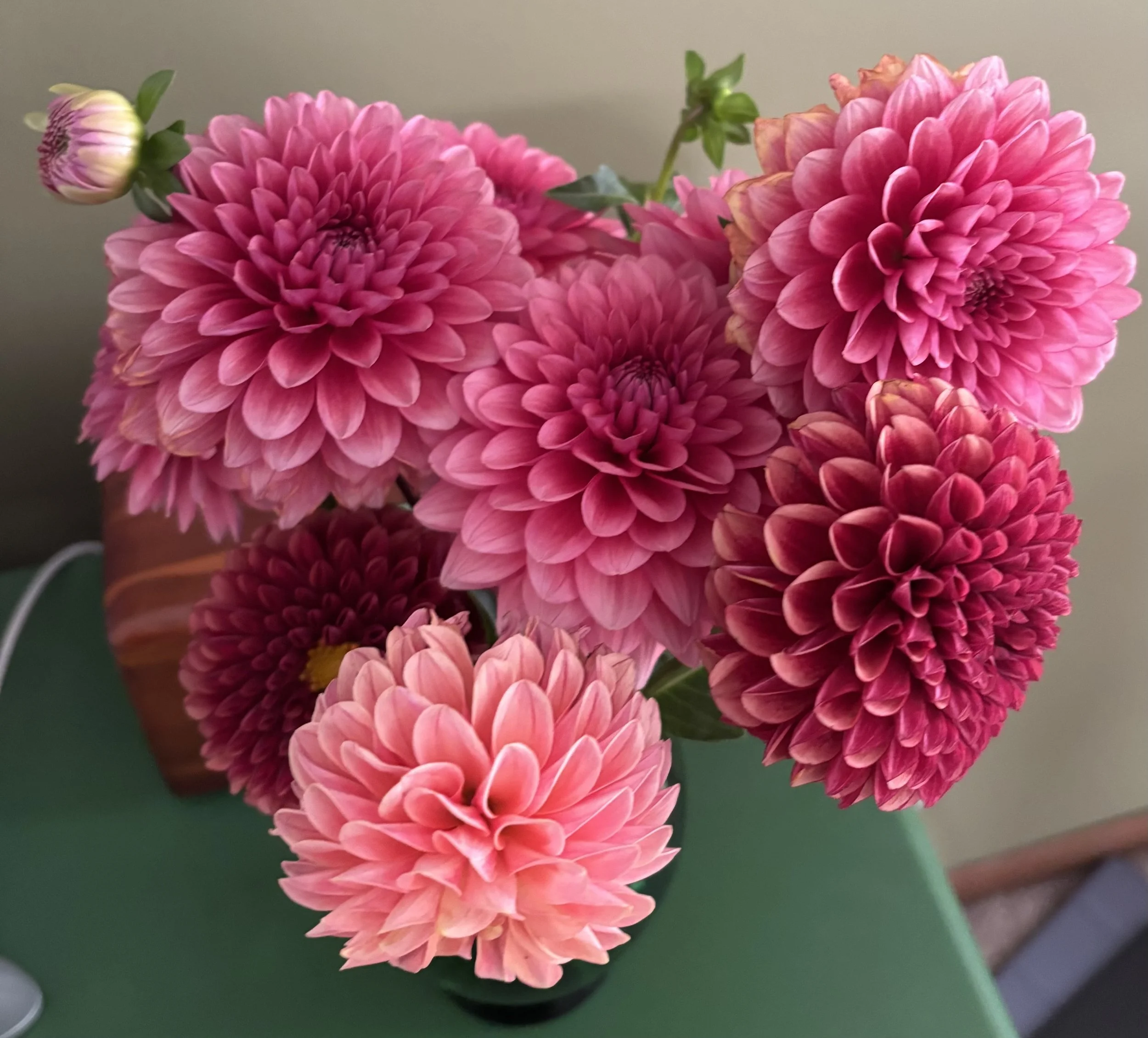 Mystery Dahlias Bag of 5 Tubers