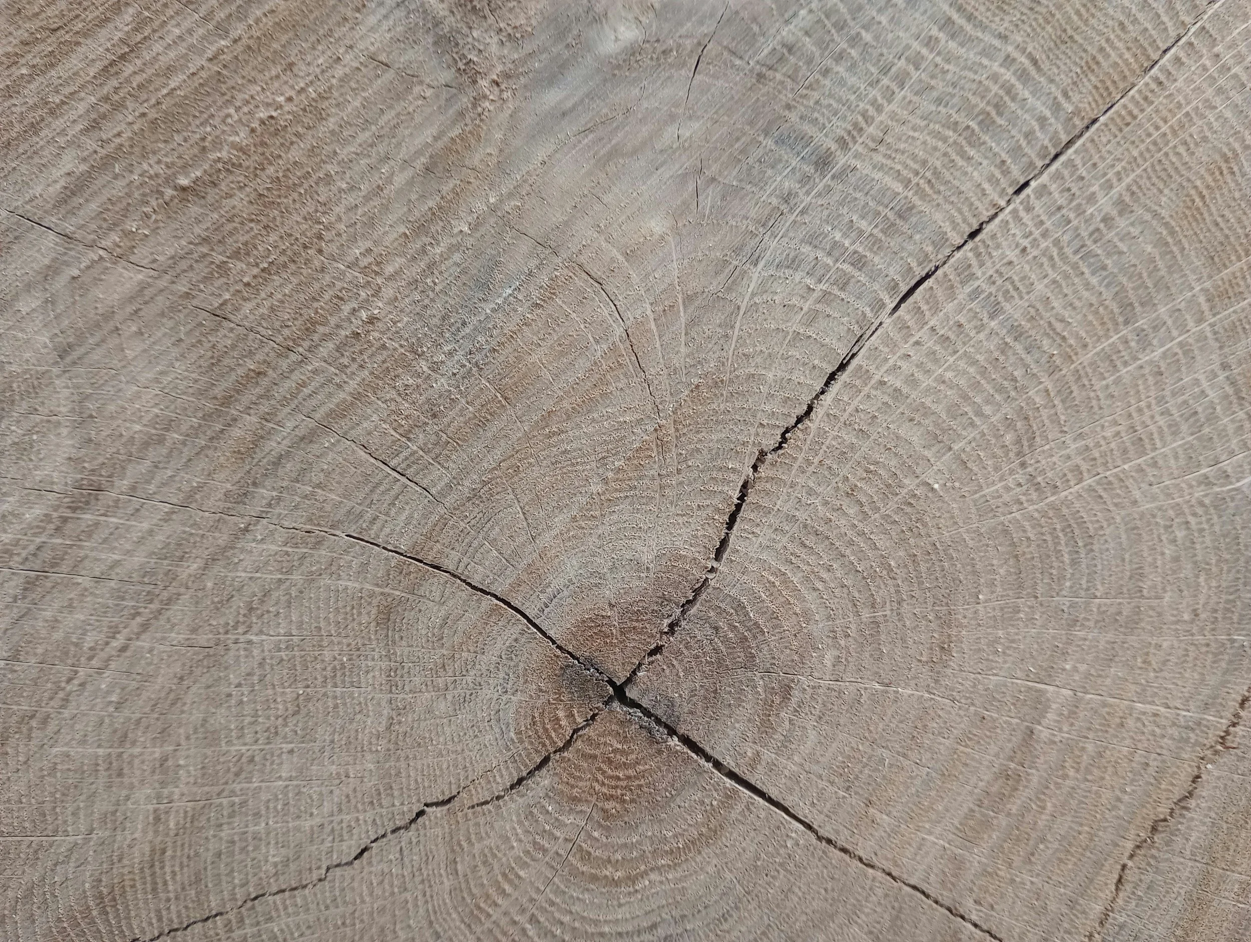 Close-up of a cross-section of a weathered tree trunk showing concentric growth rings and cracks.