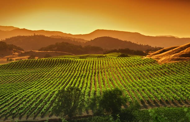 sunset over vineyards with hills in the background.jpg