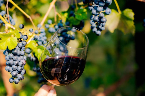 wine in glass in front of red grapes in the vineyard.jpg