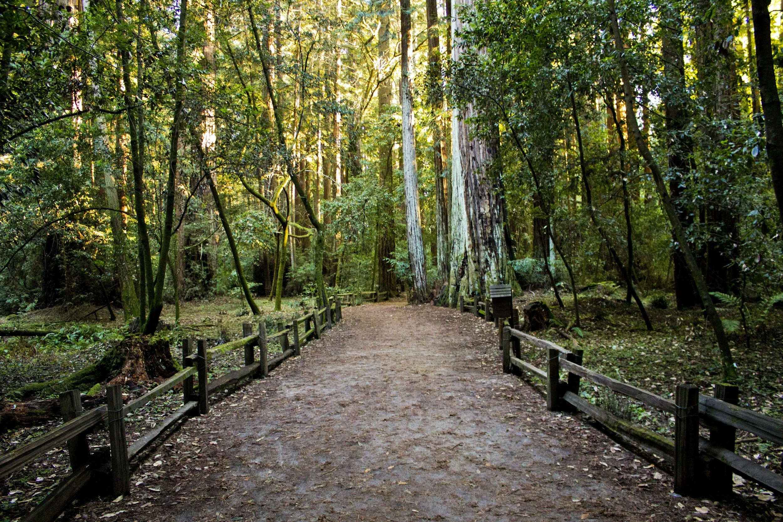 Mindful Nature Walk & Meditation
